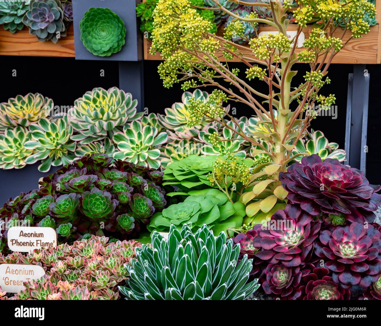 Various Succulents and Aeoniums on display at Hampton Court Palace