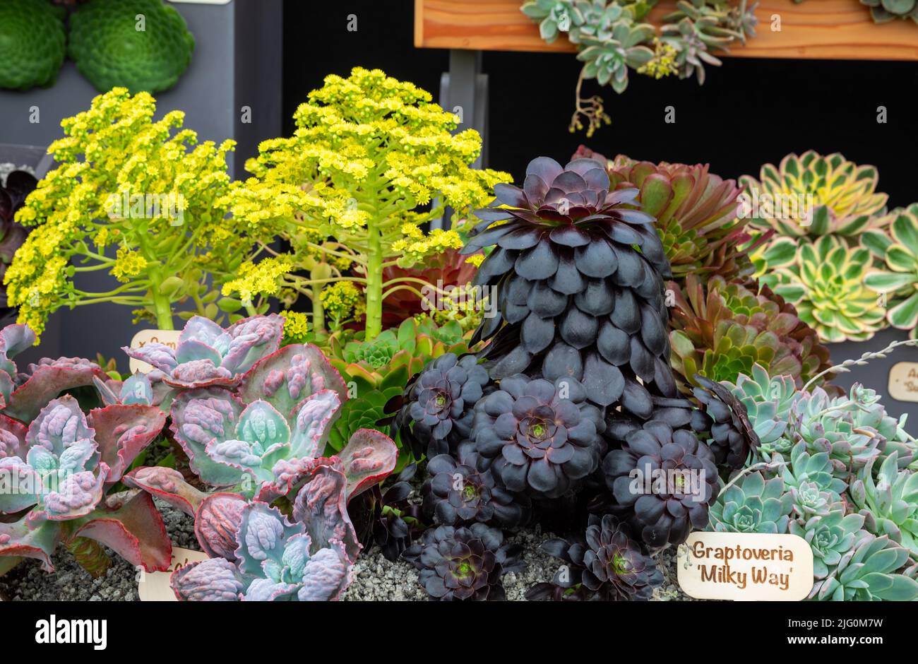 Various Succulents and Aeoniums on display at Hampton Court Palace