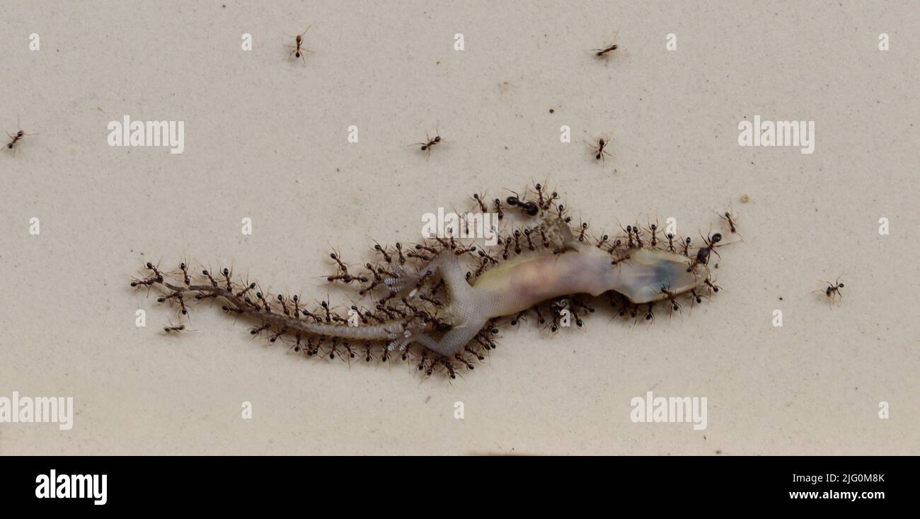 Top angle shot of Dead House lizard eating by black ants on white floor. Micro photography of white lizard which is eaten by black ants Stock Photo