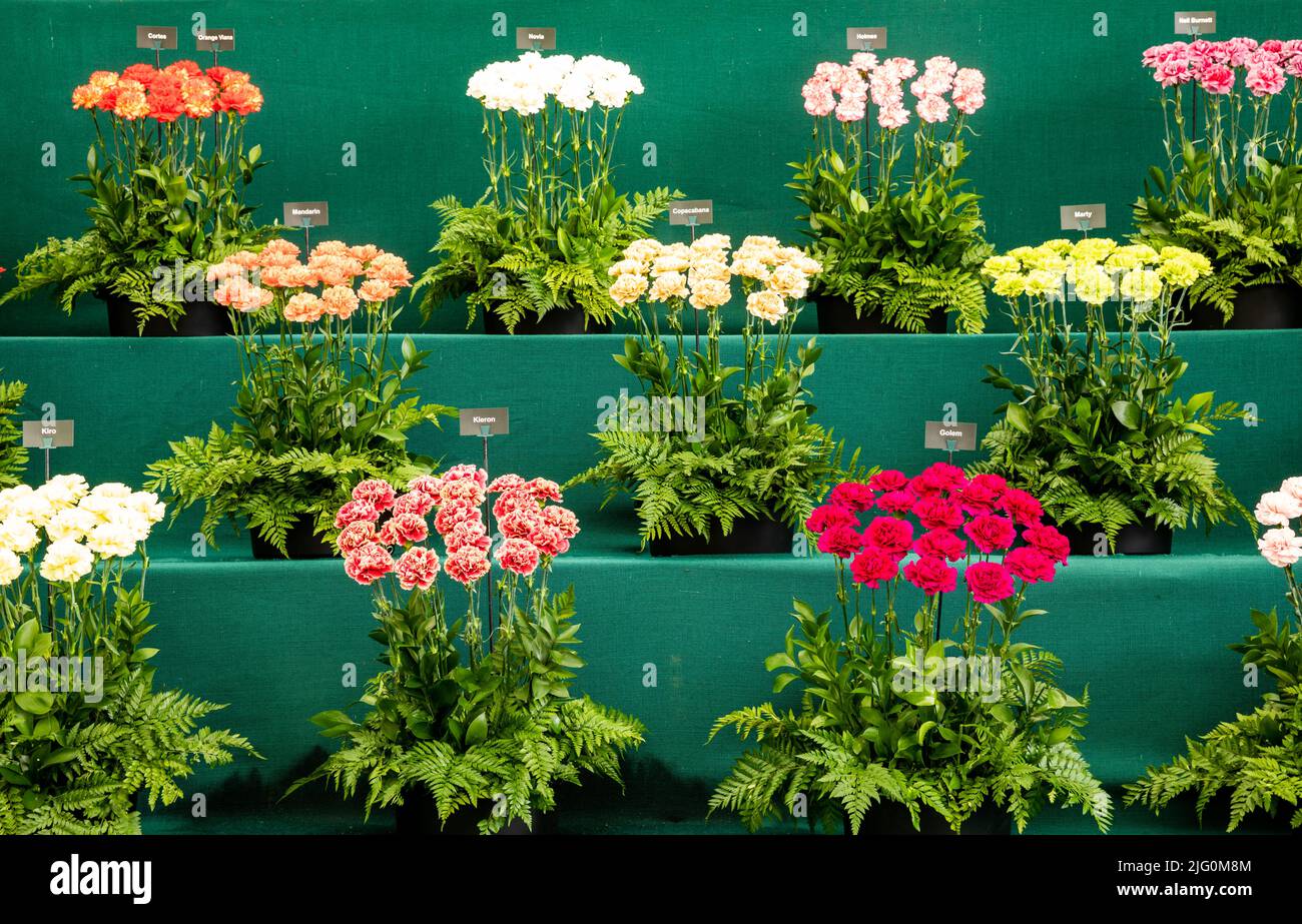 Carnations on display at Hampton Court Palace Flower Festival Stock