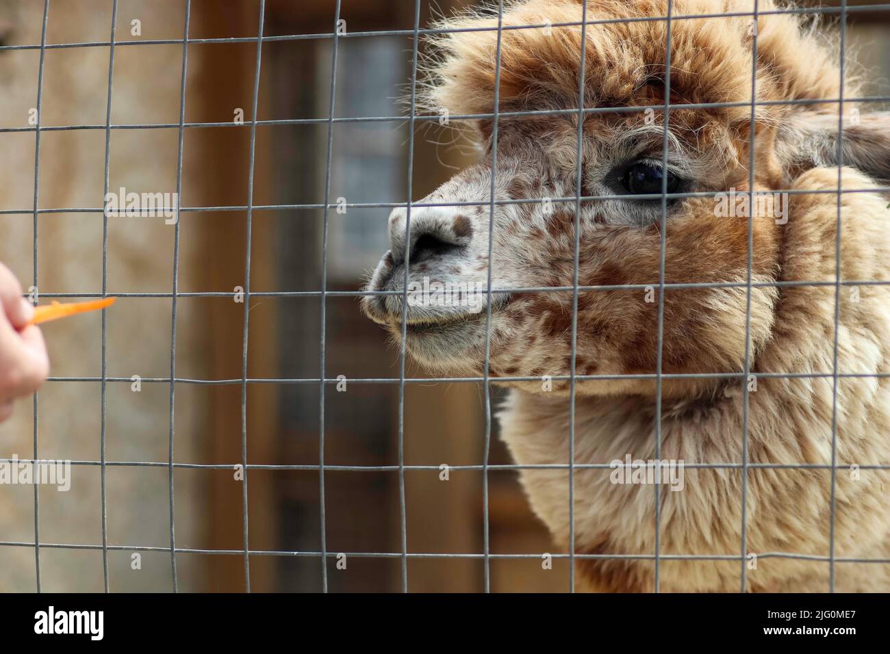 llama being fed carrots in zoo enclosure, fluffy red llama Stock Photo