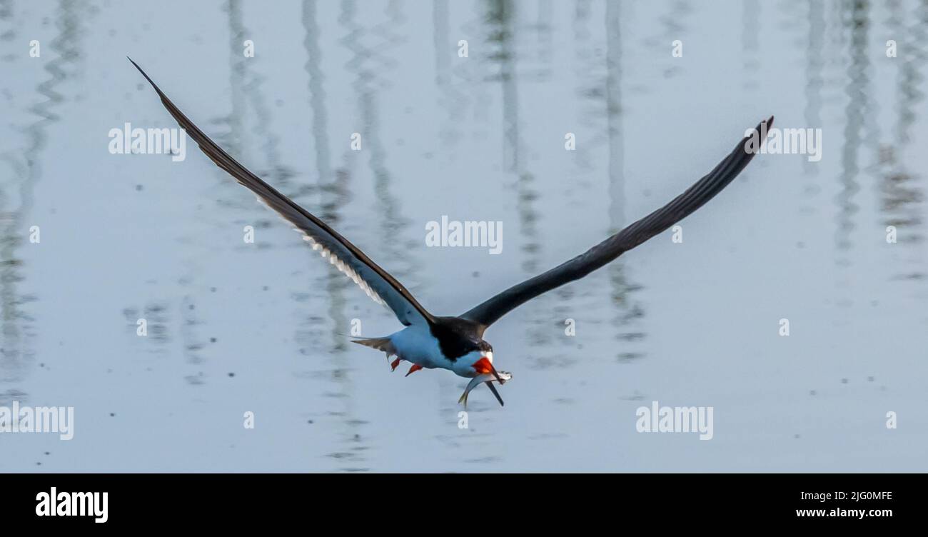Black Skimmer flying low looking for food in a smooth water pond in the Celery Fields in Sarasota Florida USA Stock Photo