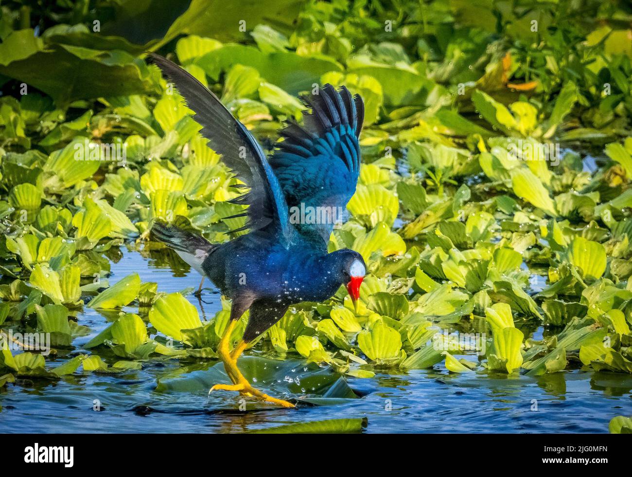 Purple Gallinule flapping wings in the CVelery Fields in Sarasota Florida USA Stock Photo