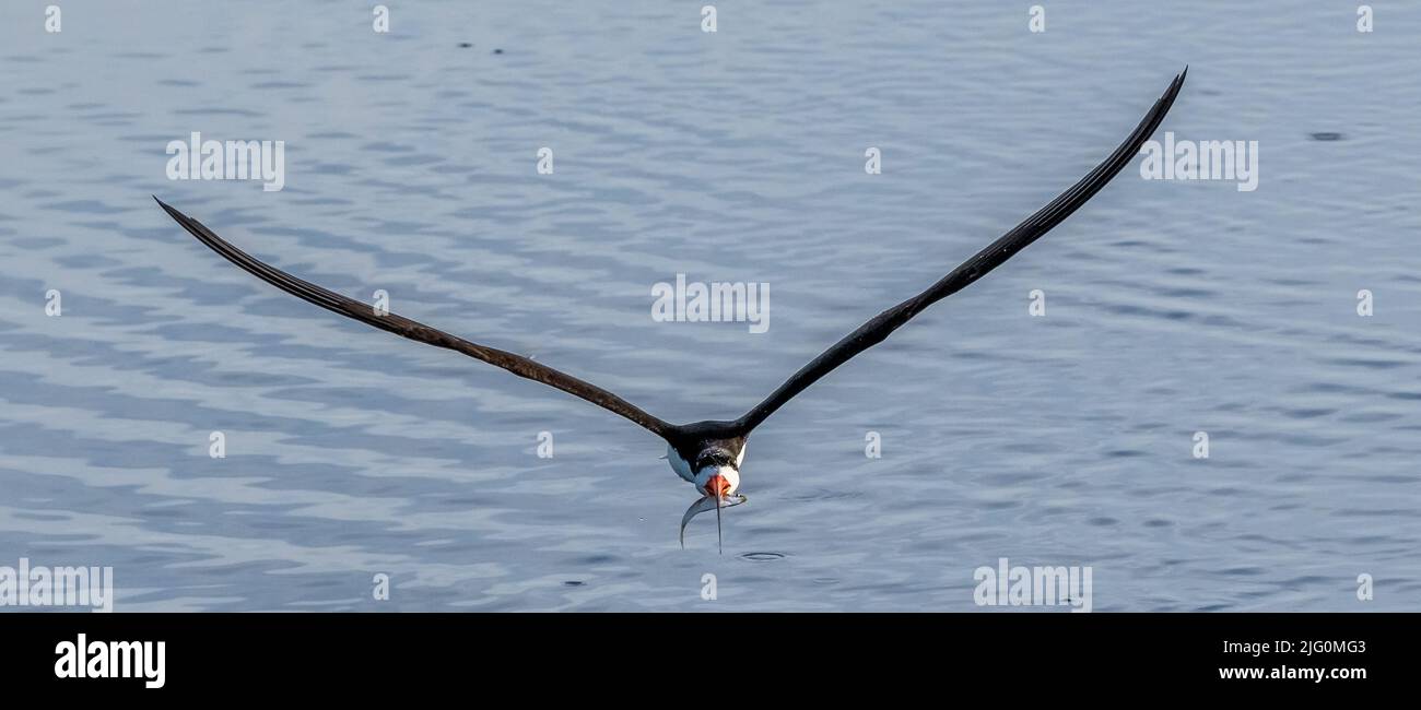Black Skimmer flying low looking for food in a smooth water pond in the Celery Fields in Sarasota Florida USA Stock Photo