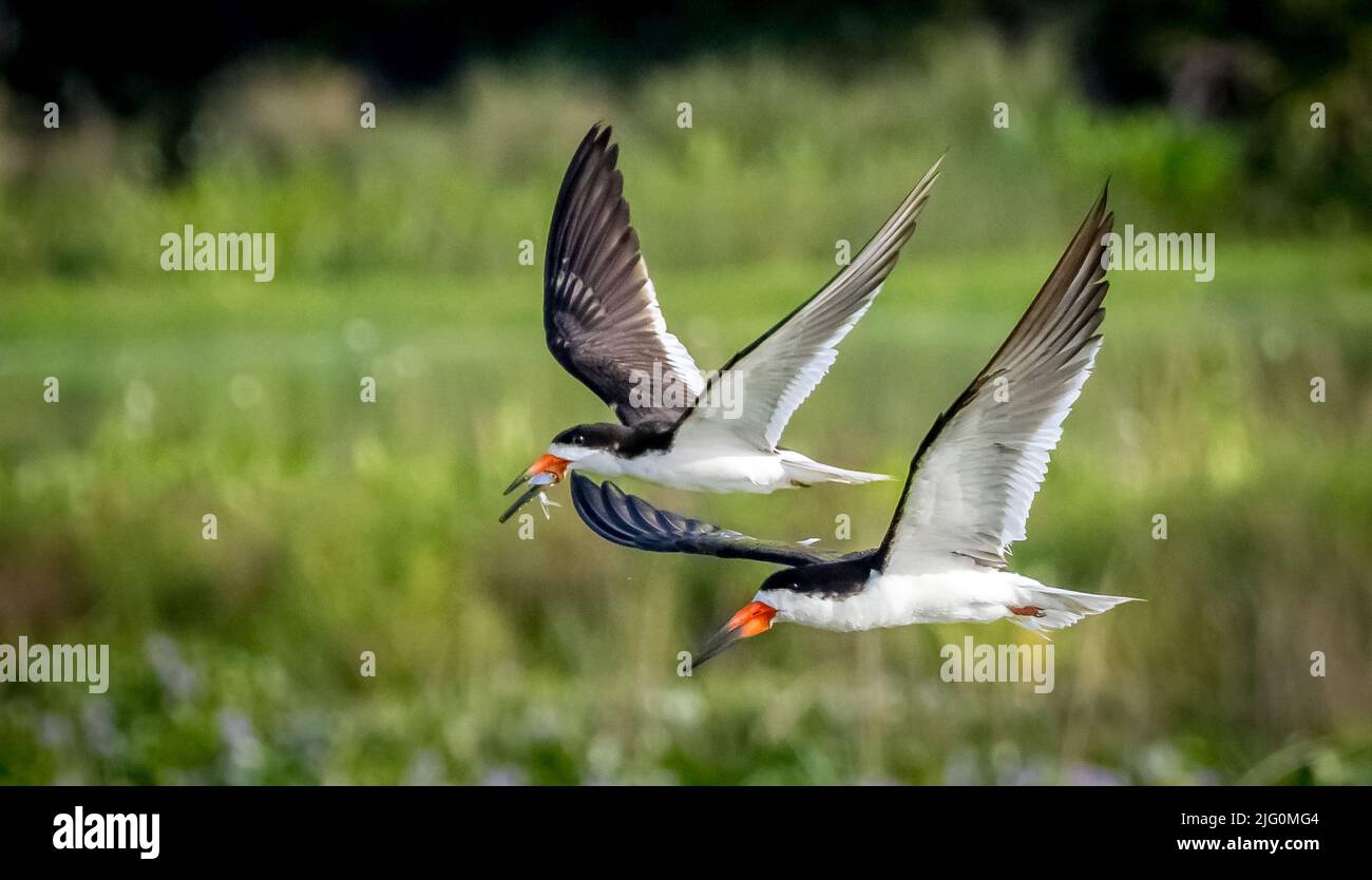 Skimmer birds hires stock photography and images Alamy