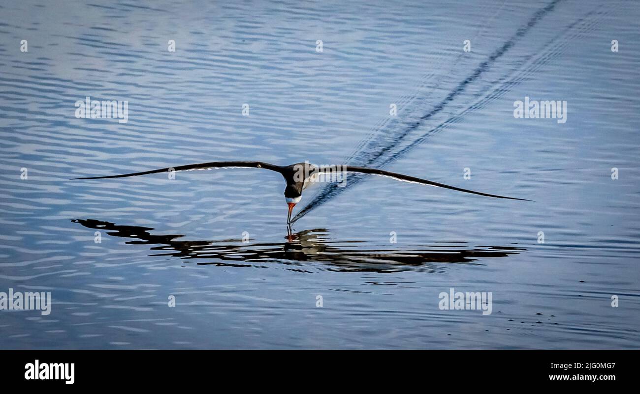 Black Skimmer flying low looking for food in a smooth water pond in the Celery Fields in Sarasota Florida USA Stock Photo