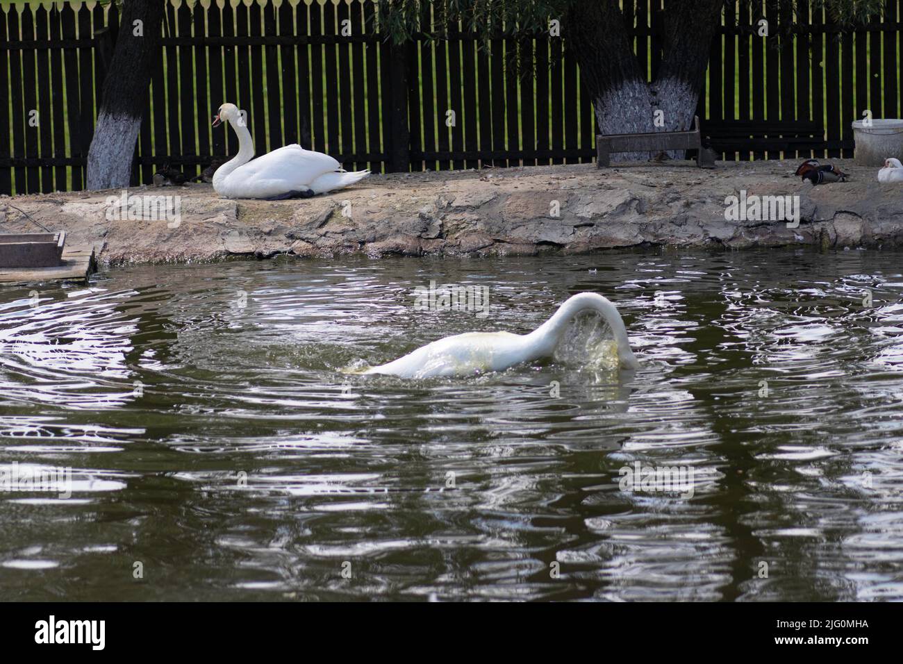 white swans swim in nature reserves in a small lake Stock Photo - Alamy