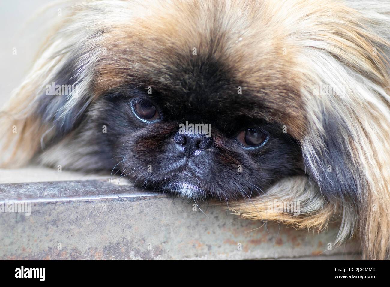 fluffy cute dog, red Pekingese is very cute stock Stock Photo - Alamy
