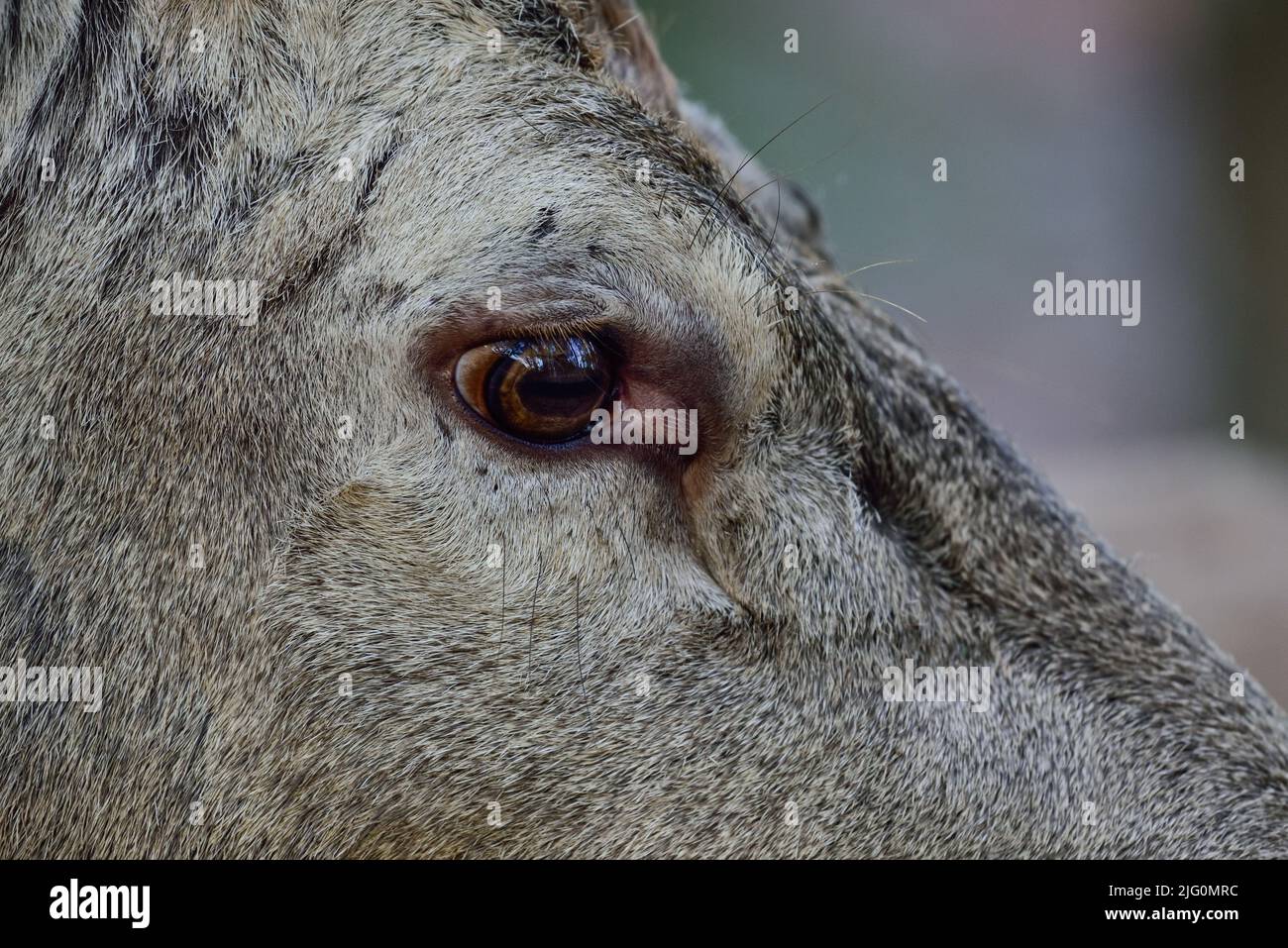 Red deer female head close up, head portrait, autumn, north rhine westphalia,  (cervus elaphus), germany Stock Photo