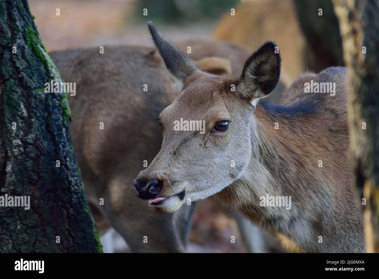 Red deer female head close up, head portrait, autumn, north rhine westphalia,  (cervus elaphus), germany Stock Photo