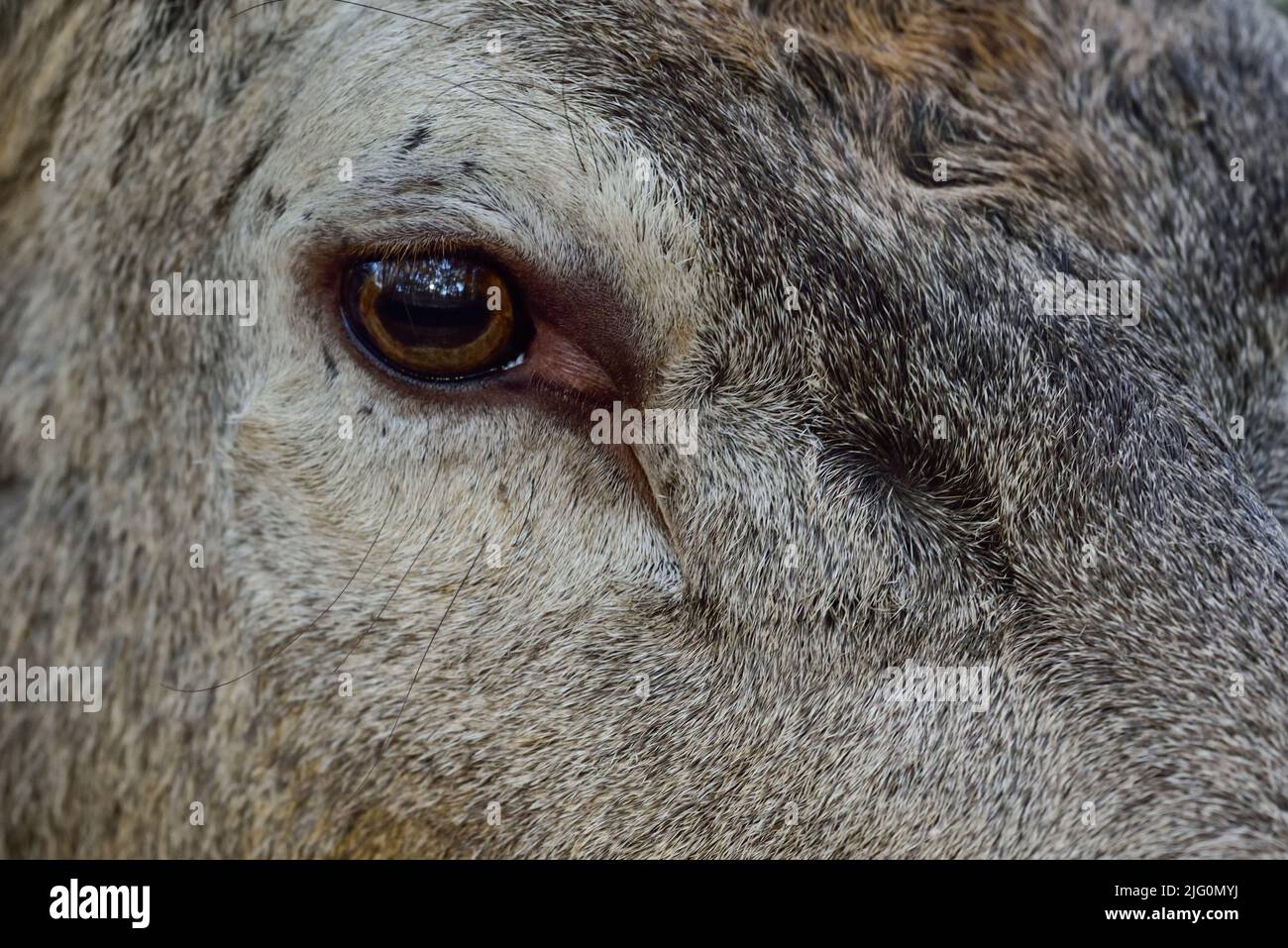 Red deer male head close up, head portrait, autumn, north rhine westphalia,  (cervus elaphus), germany Stock Photo