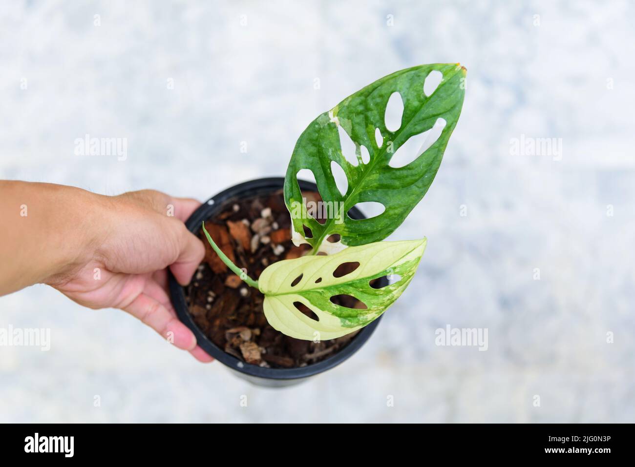 Monstera adansonii albo variegated giant Stock Photo - Alamy