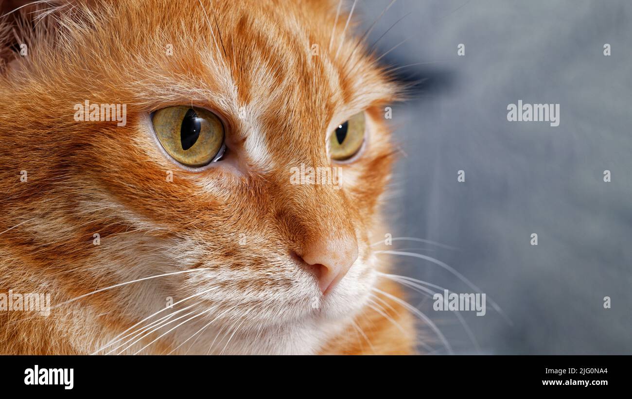 Closeup face of a red cat against blurred background. Shallow focus. Stock Photo