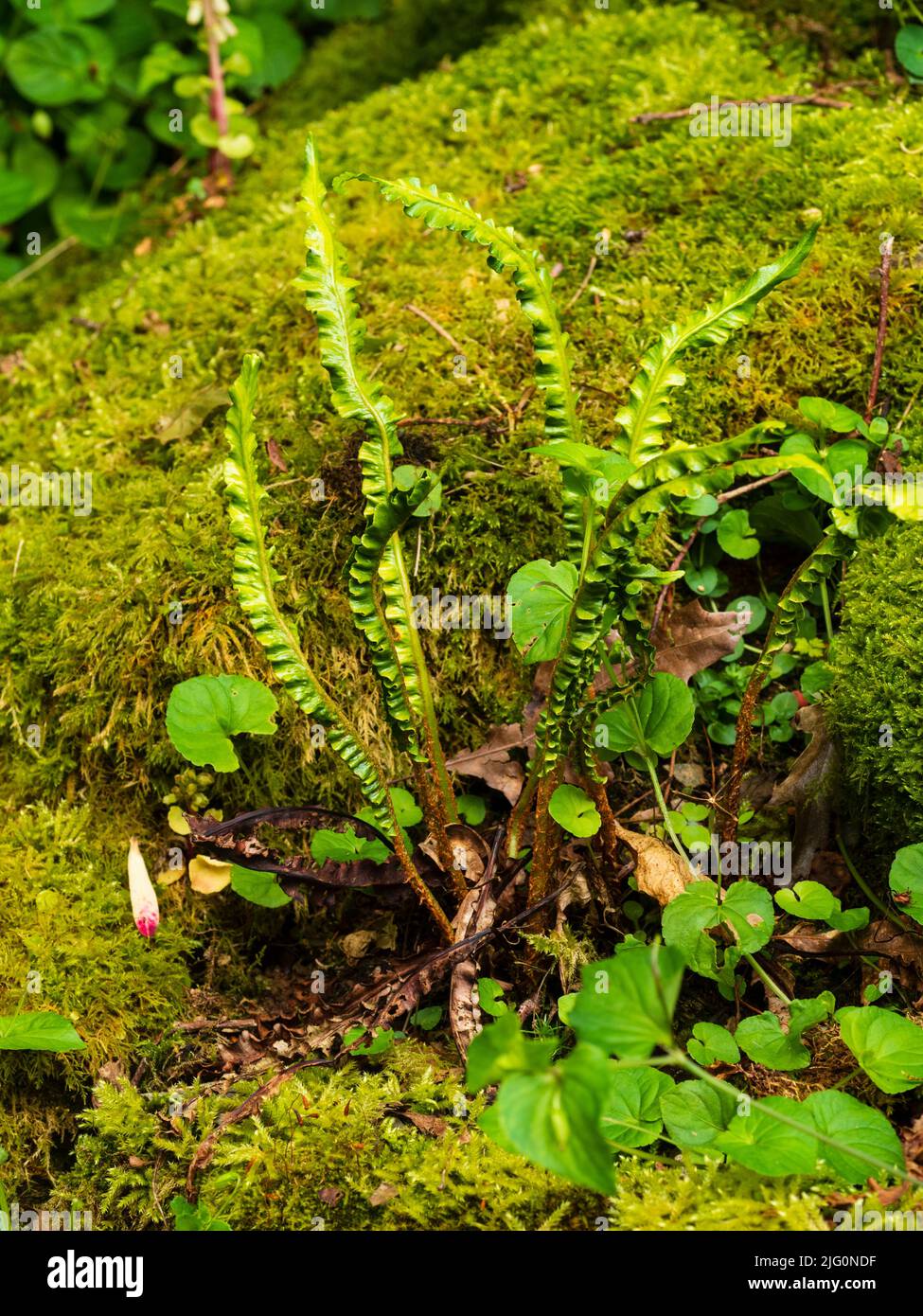 Narrow, heavily crimped fronds of the hardy evergreen hart's tongue fern, Asplenium scolopendrium 'Fimbriate recurved selection' Stock Photo