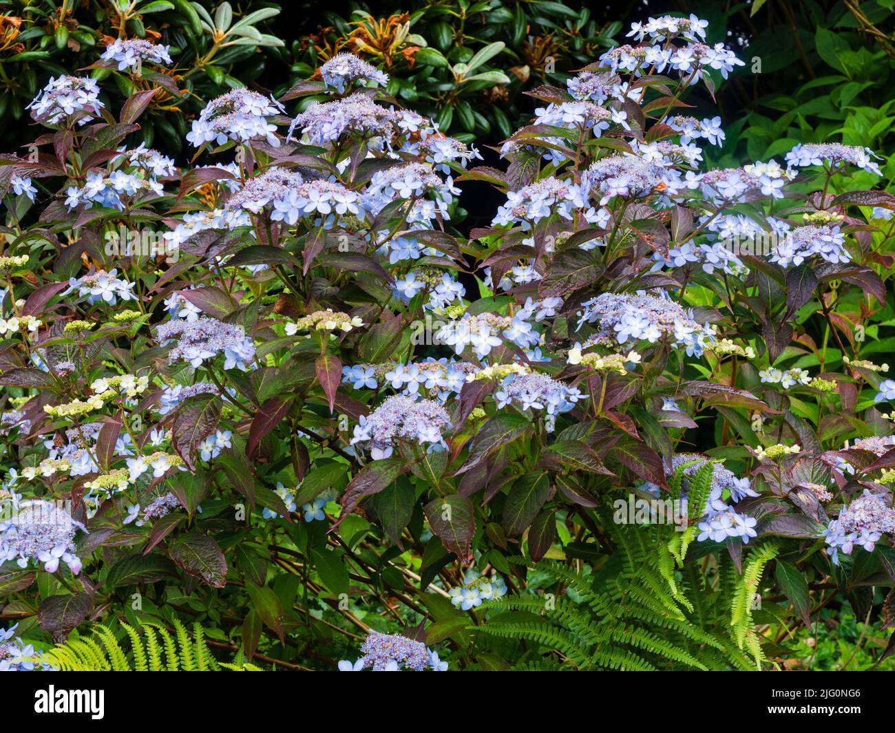 Pale blue lacecap flowers of the summer to autumn blooming mountain hydrangea, Hydrangea serrata 'Tiara' Stock Photo