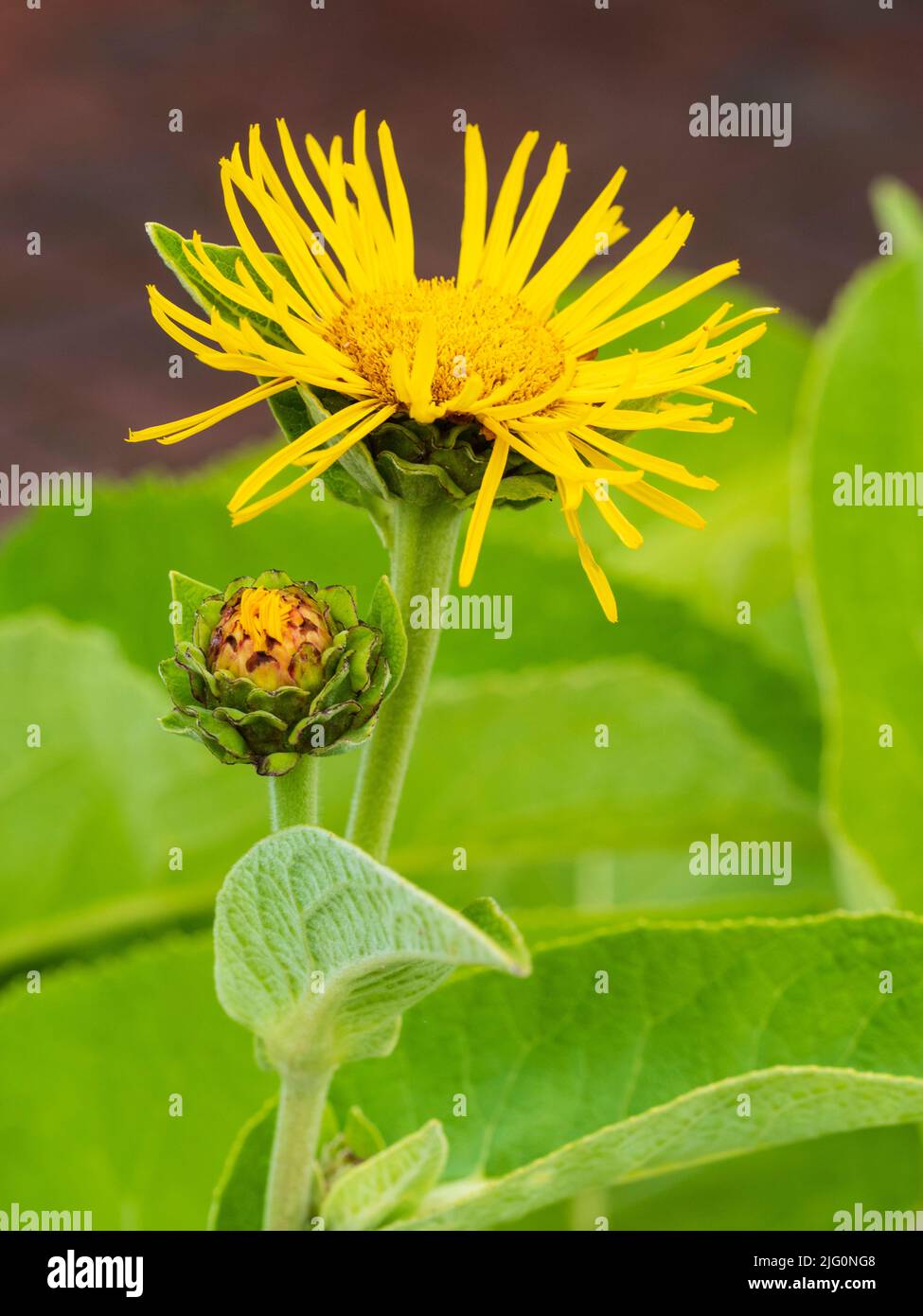 Bright yellow daisy flower of the hardy perennial medicinal herb, Elecampane, Inula helenium Stock Photo