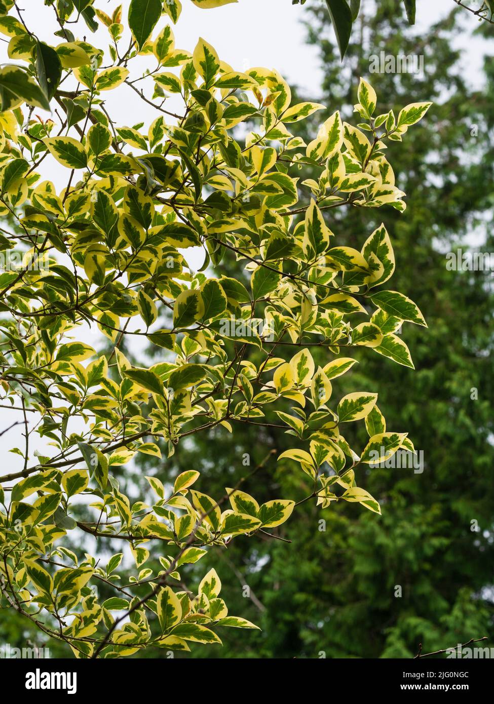 Striking yellow variegation on the evergreen foliage of the hardy Chinese privet tree, Ligustrum lucidum 'Excelsum Superbum' Stock Photo