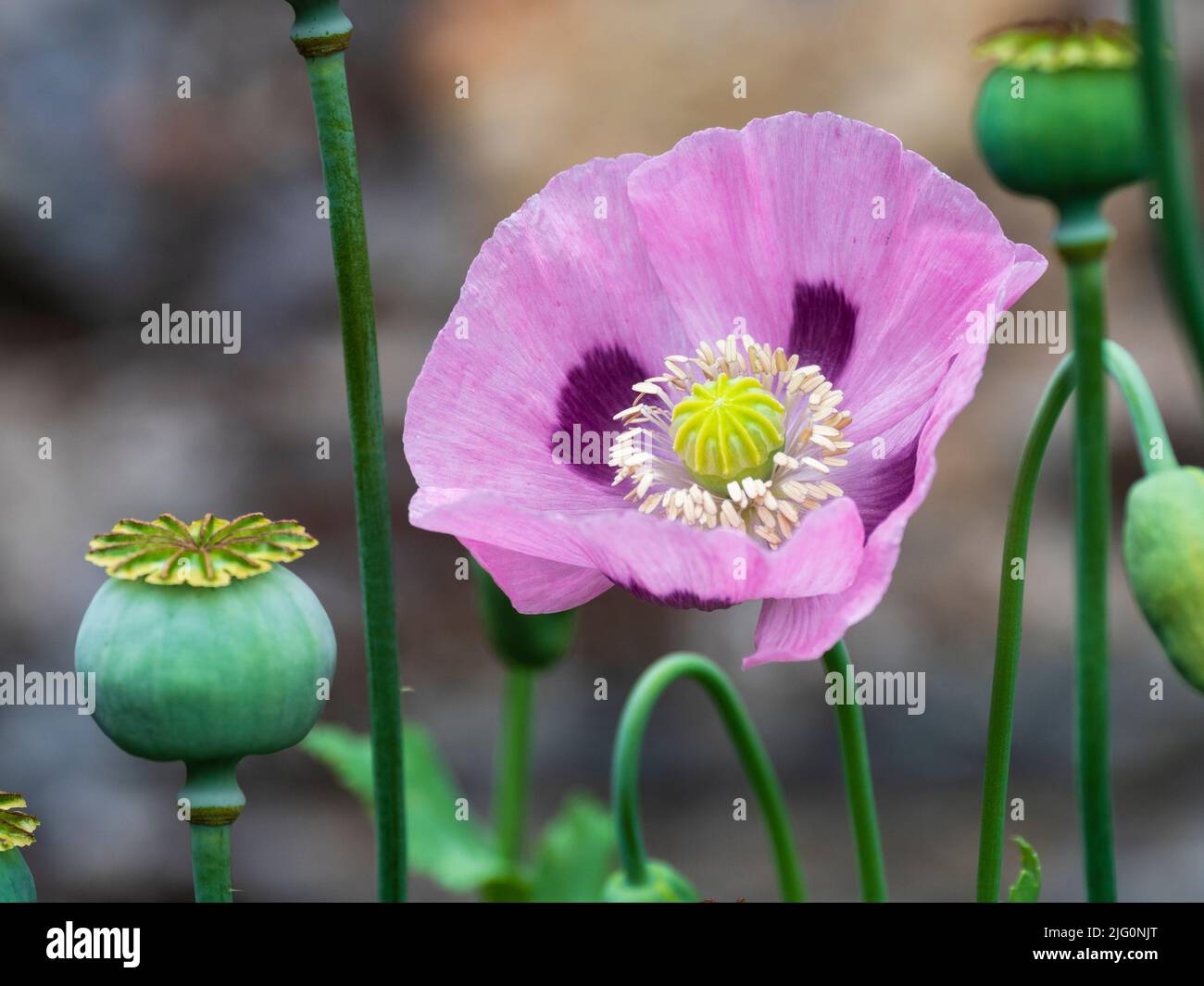 Single pink flower and seed heads of the hardy annual opium poppy, Papaver somniferum Stock Photo