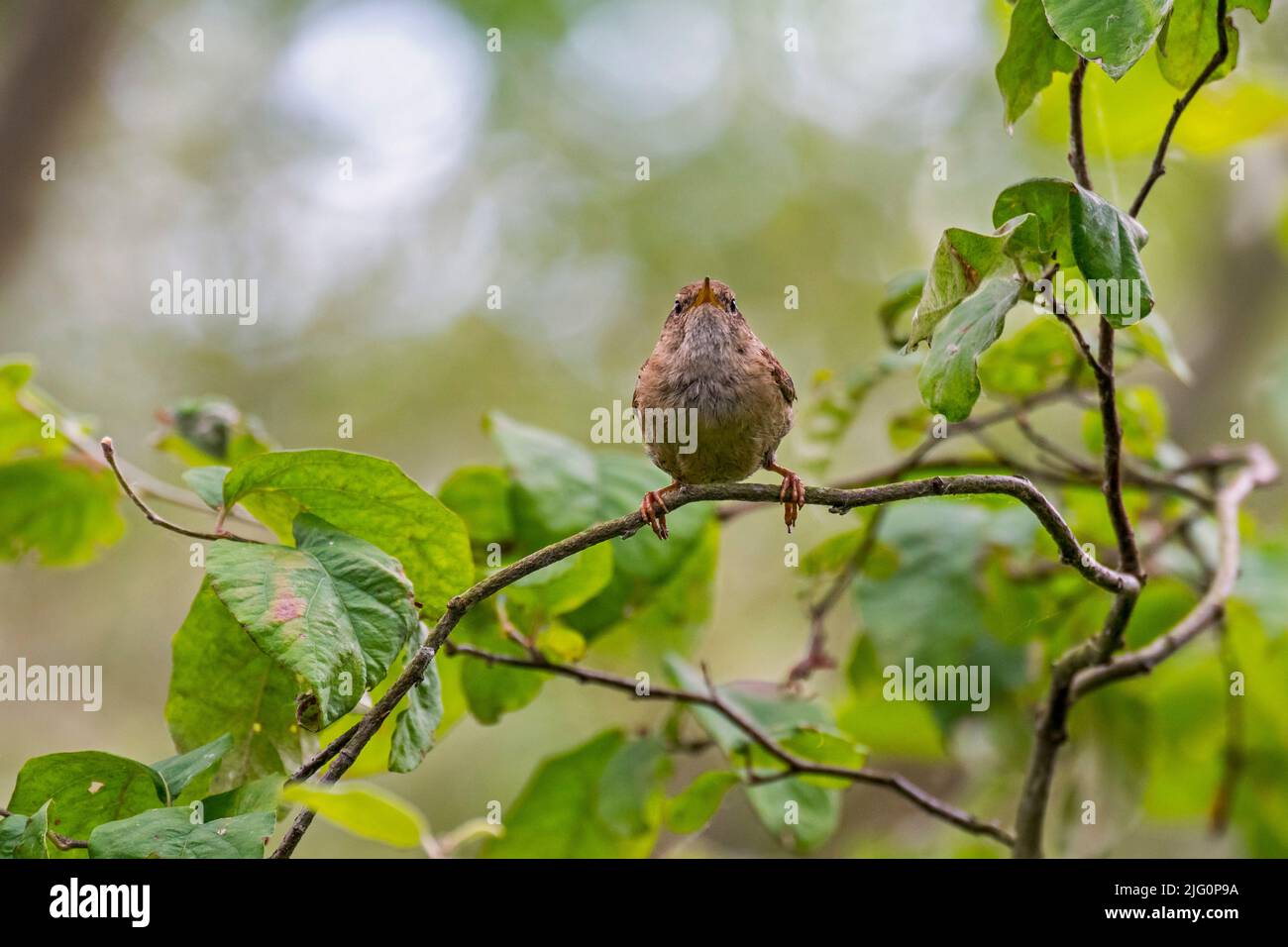 Eurasian wren / northern wren (Troglodytes troglodytes / Motacilla troglodytes) perched in bush in summer Stock Photo