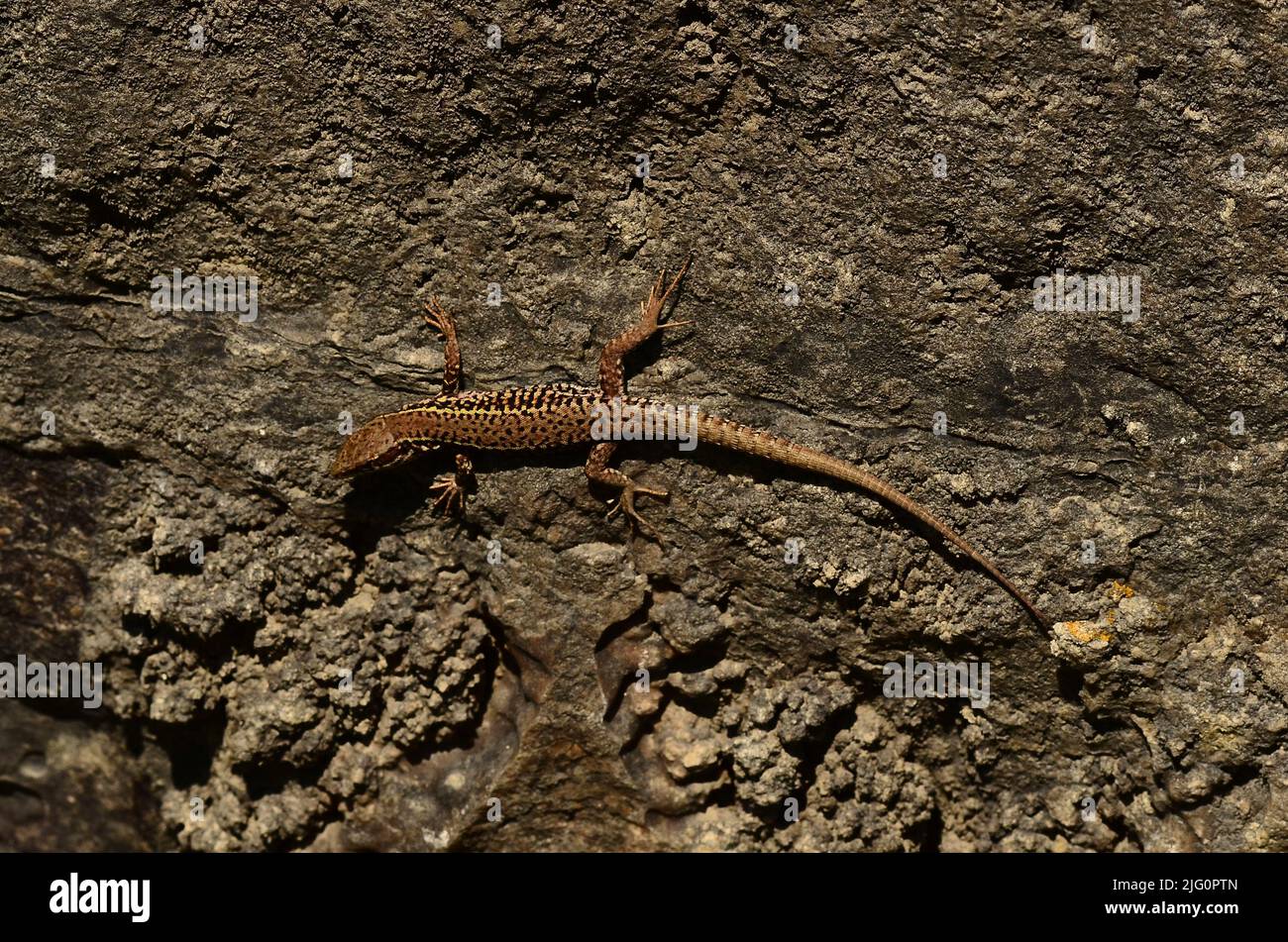 adult male wall lizard in Cheyne Wears quarry, Portland, Dorset, UK Stock Photo