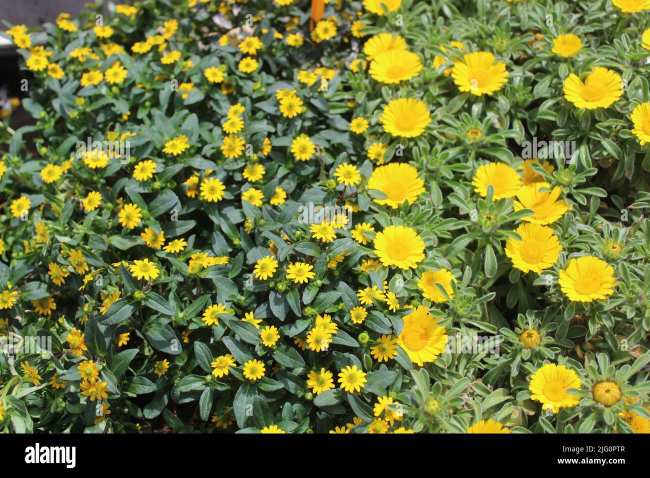 mexican creeping zinnia in the garden Stock Photo Alamy