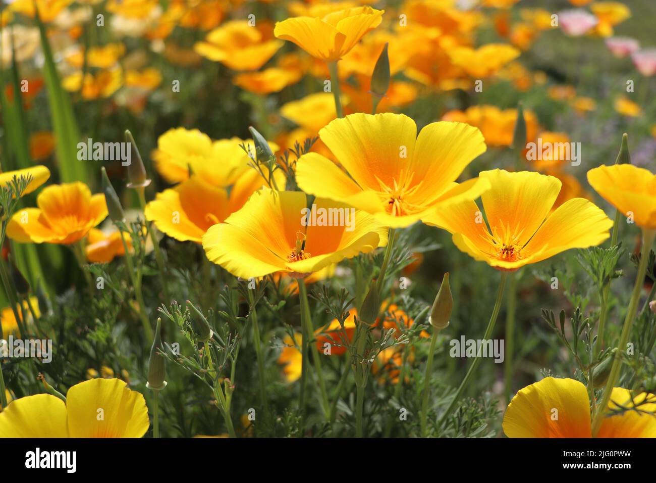 Summer backgroung. Flowers of eschscholzia californica or golden californian poppy, cup of gold, flowering plant in family papaveraceae Stock Photo
