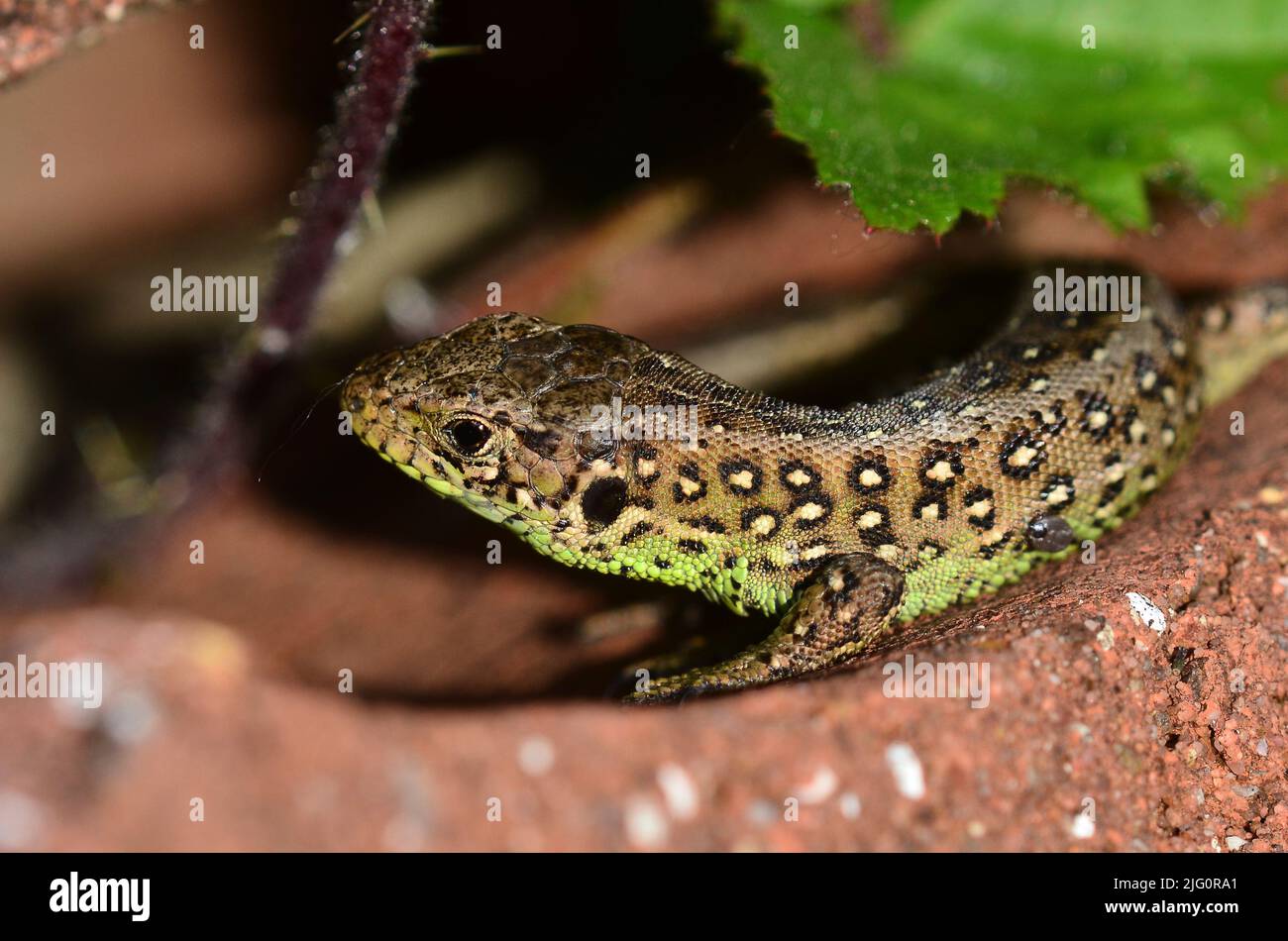 Adult male sand lizard in breeding condition basking on clay tile. Stock Photo