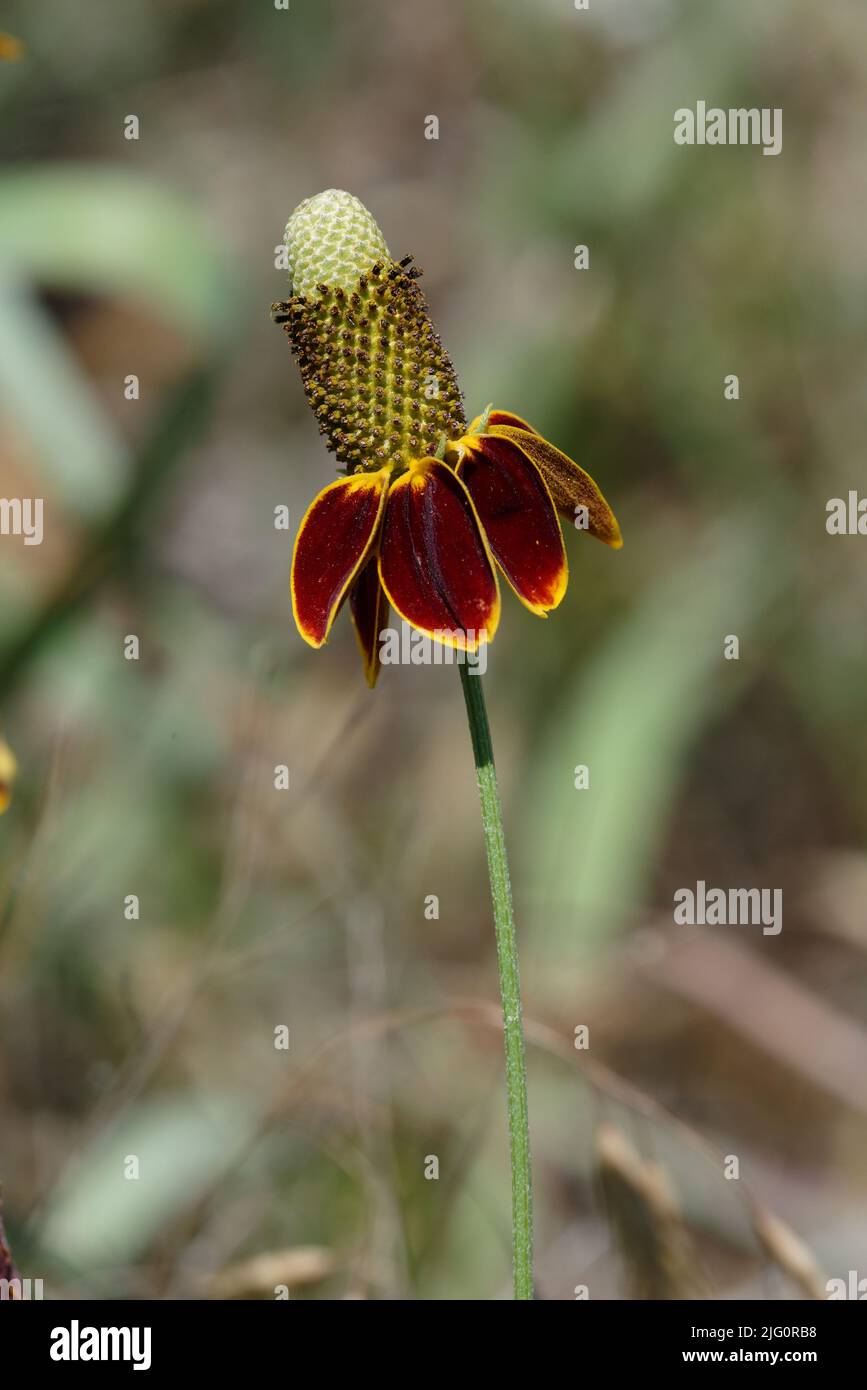 Mexican Hat Flower Stock Photo