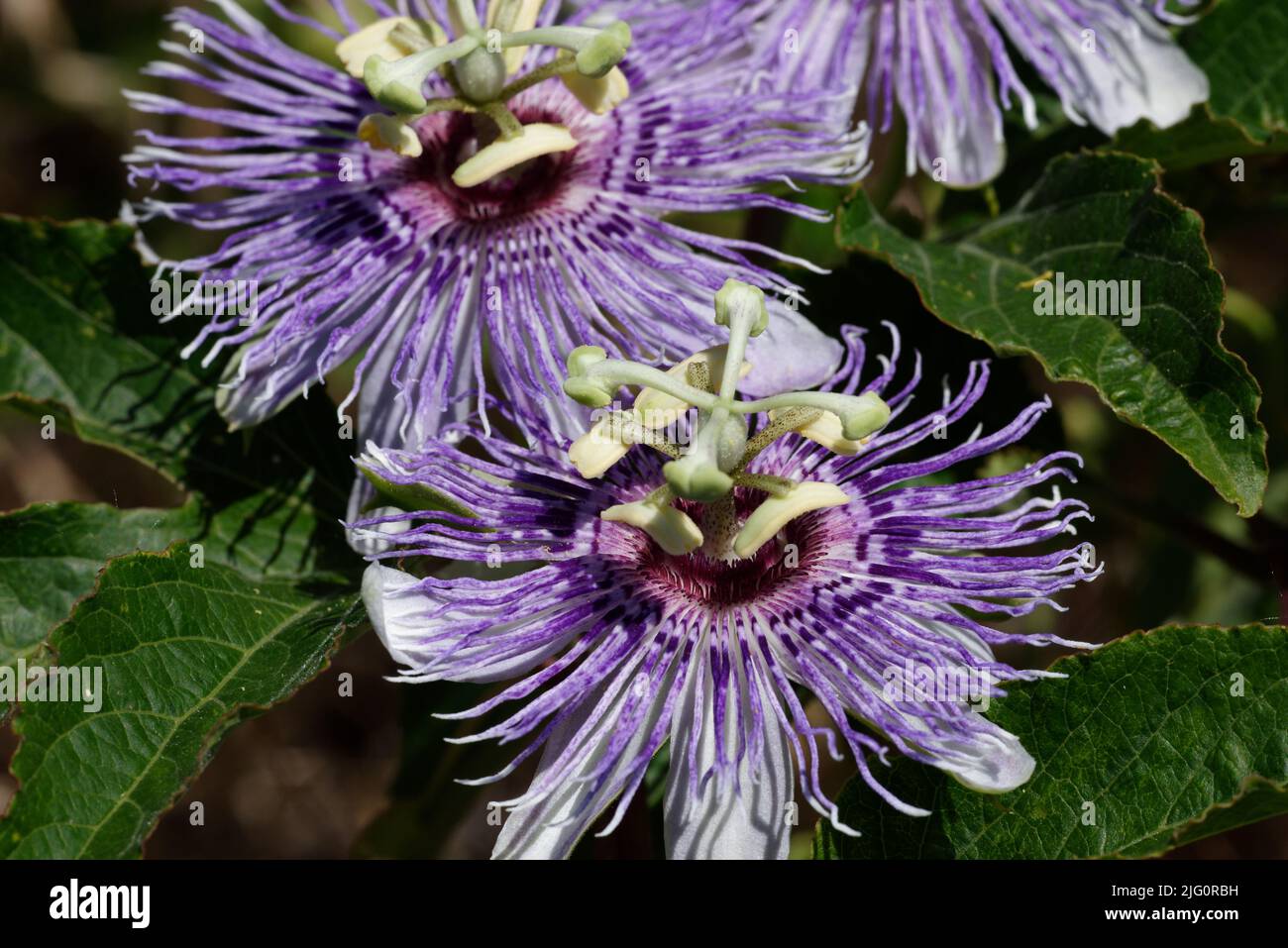 Purple passion flower vine Stock Photo