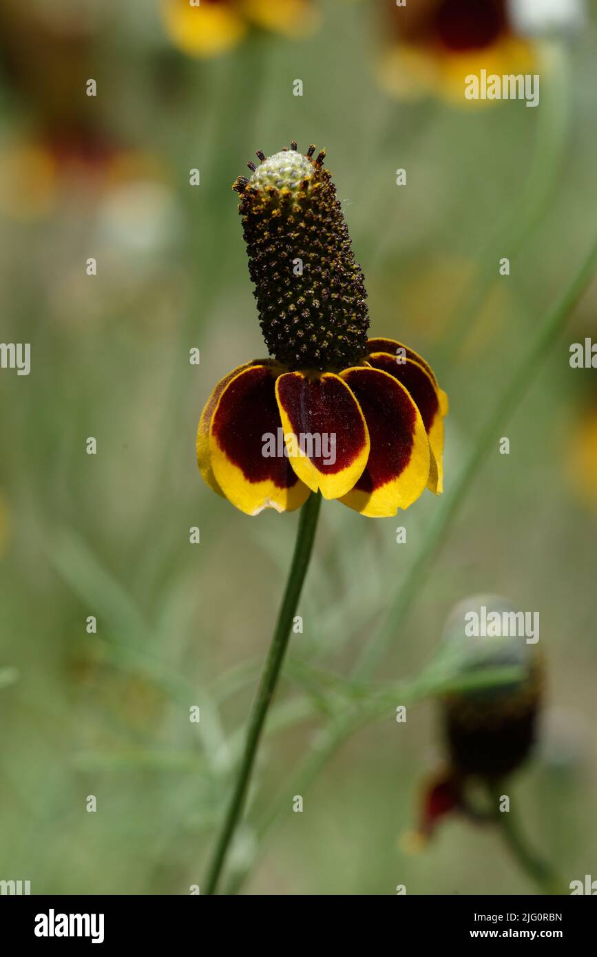 Mexican Hat Flower Stock Photo