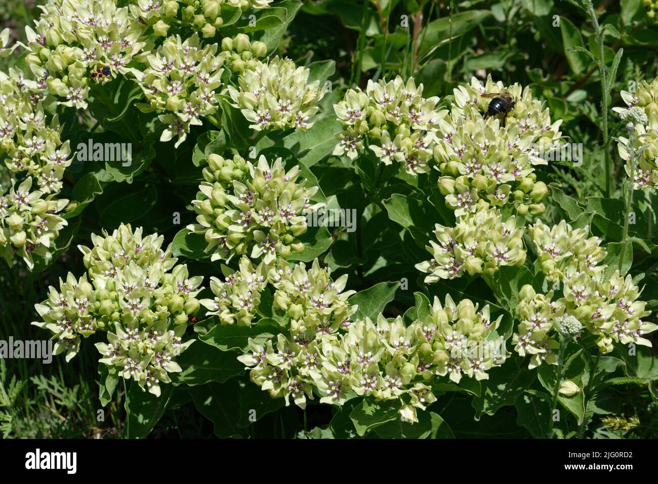 Green Milkweed Stock Photo