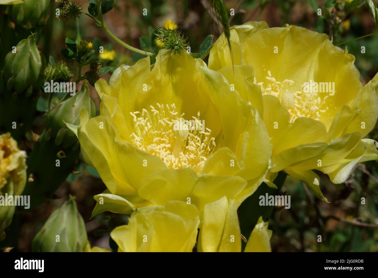 Prickly pear cactus flowering Stock Photo