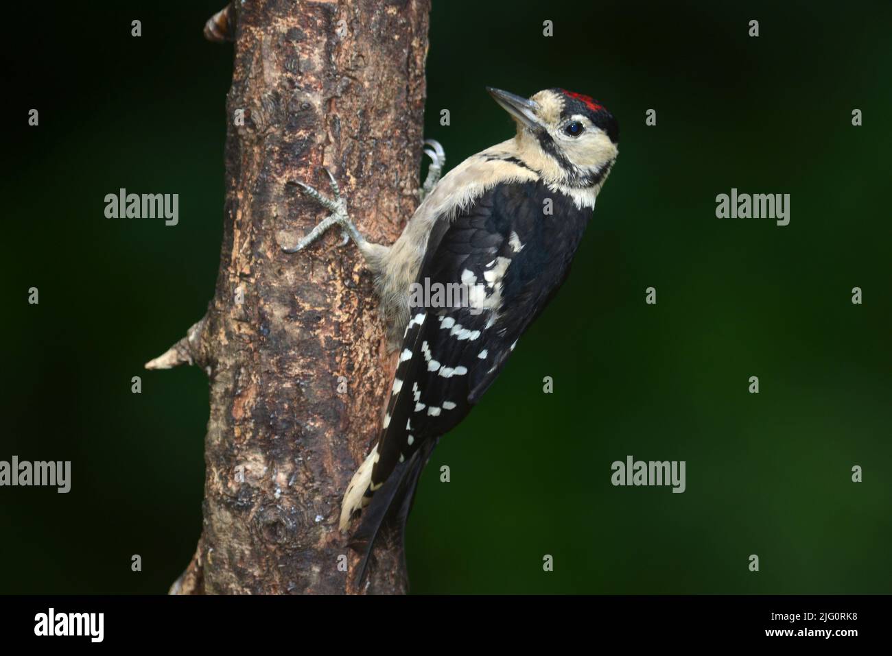 Juvenile great spotted woodpecker at rest perched on tree trunk Stock Photo