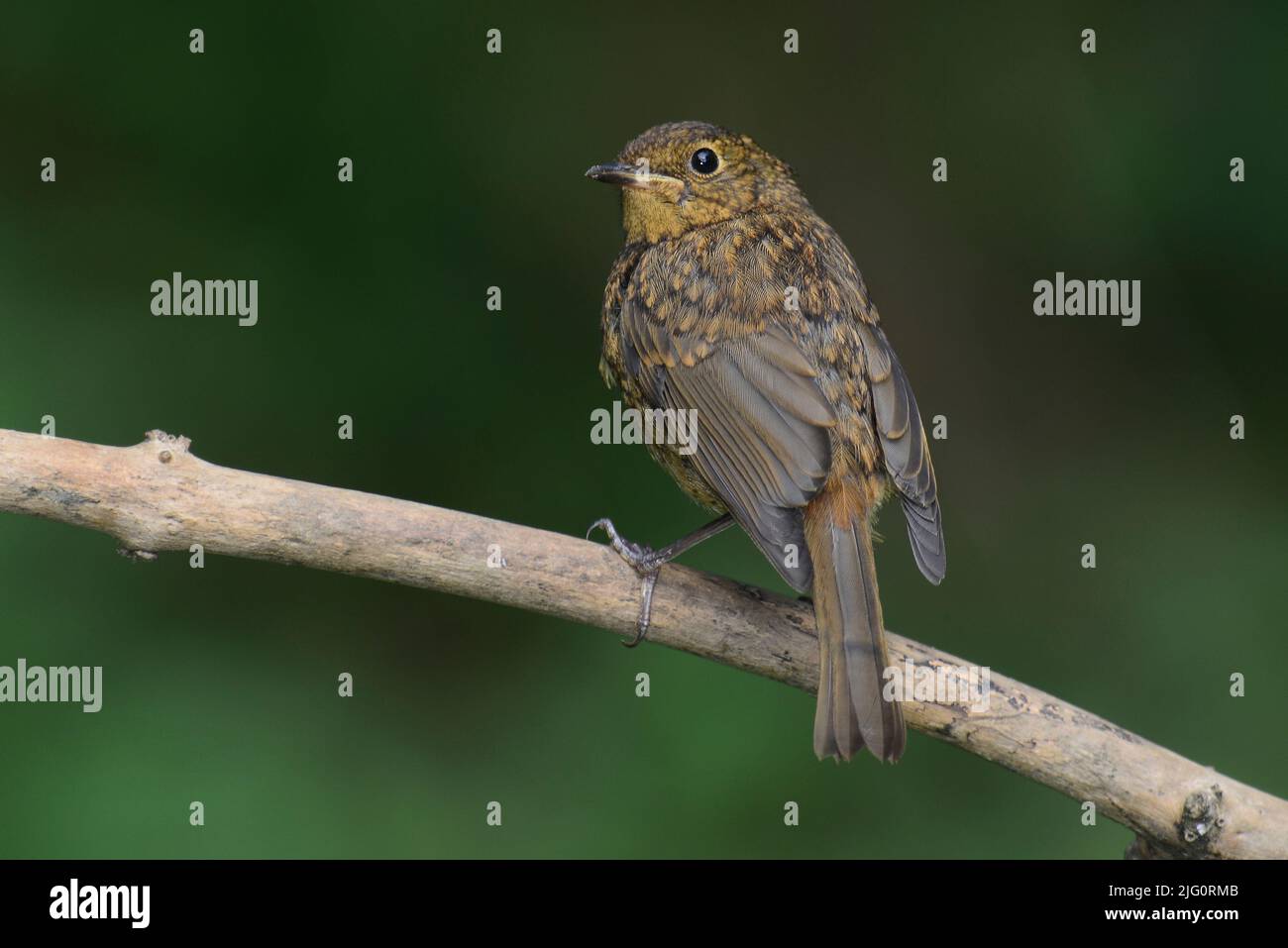 Juvenile robin at rest, perched on dead twig Stock Photo