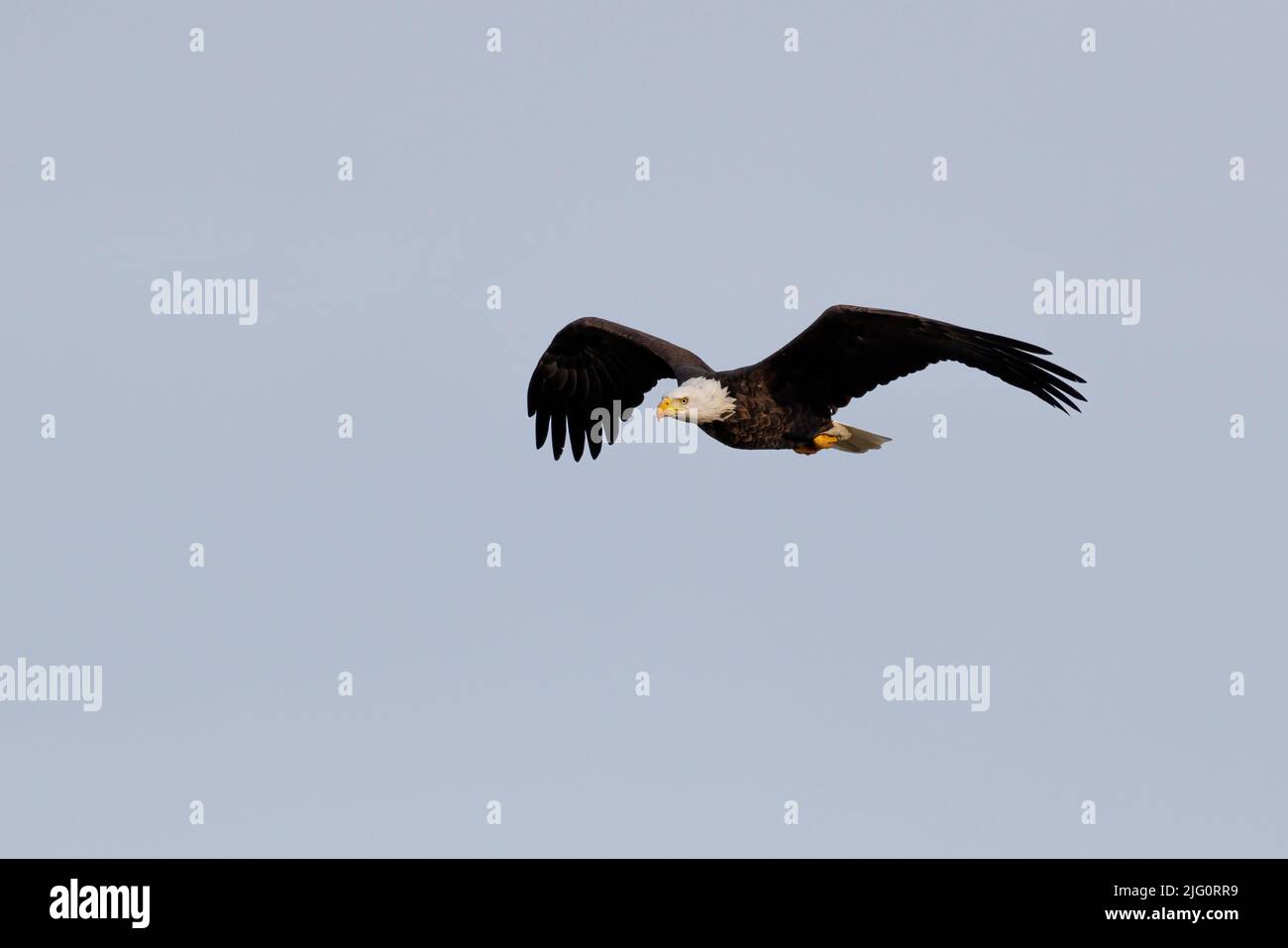 00807-04119 Bald Eagle (Haliaeetus leucocephalus) in flight Clinton Co. IL Stock Photo