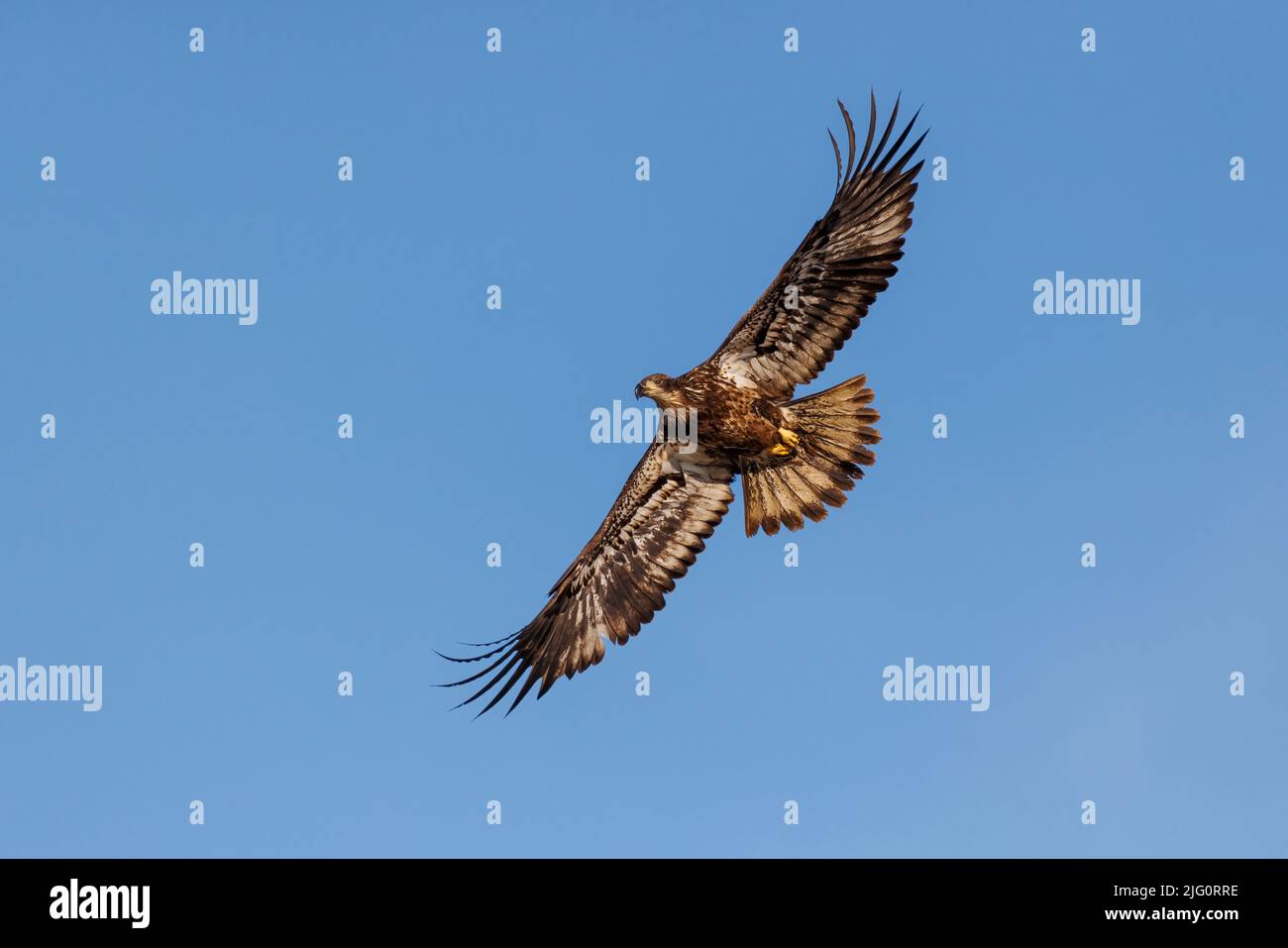 00807-04108 Bald Eagle (Haliaeetus leucocephalus) immature in flight Clinton Co. IL Stock Photo