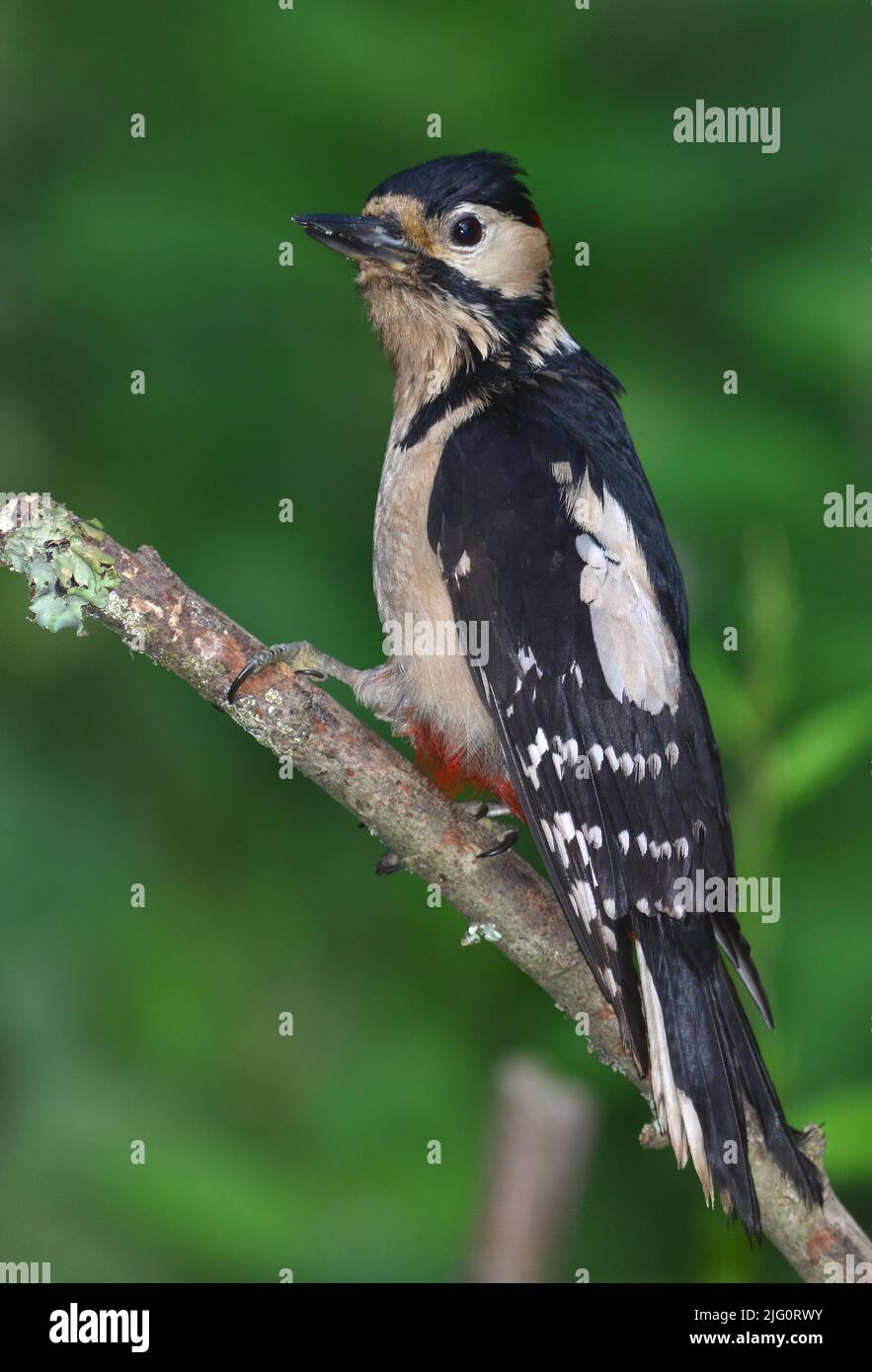 Adult female great spotted woodpecker in aggressive display posture Stock Photo