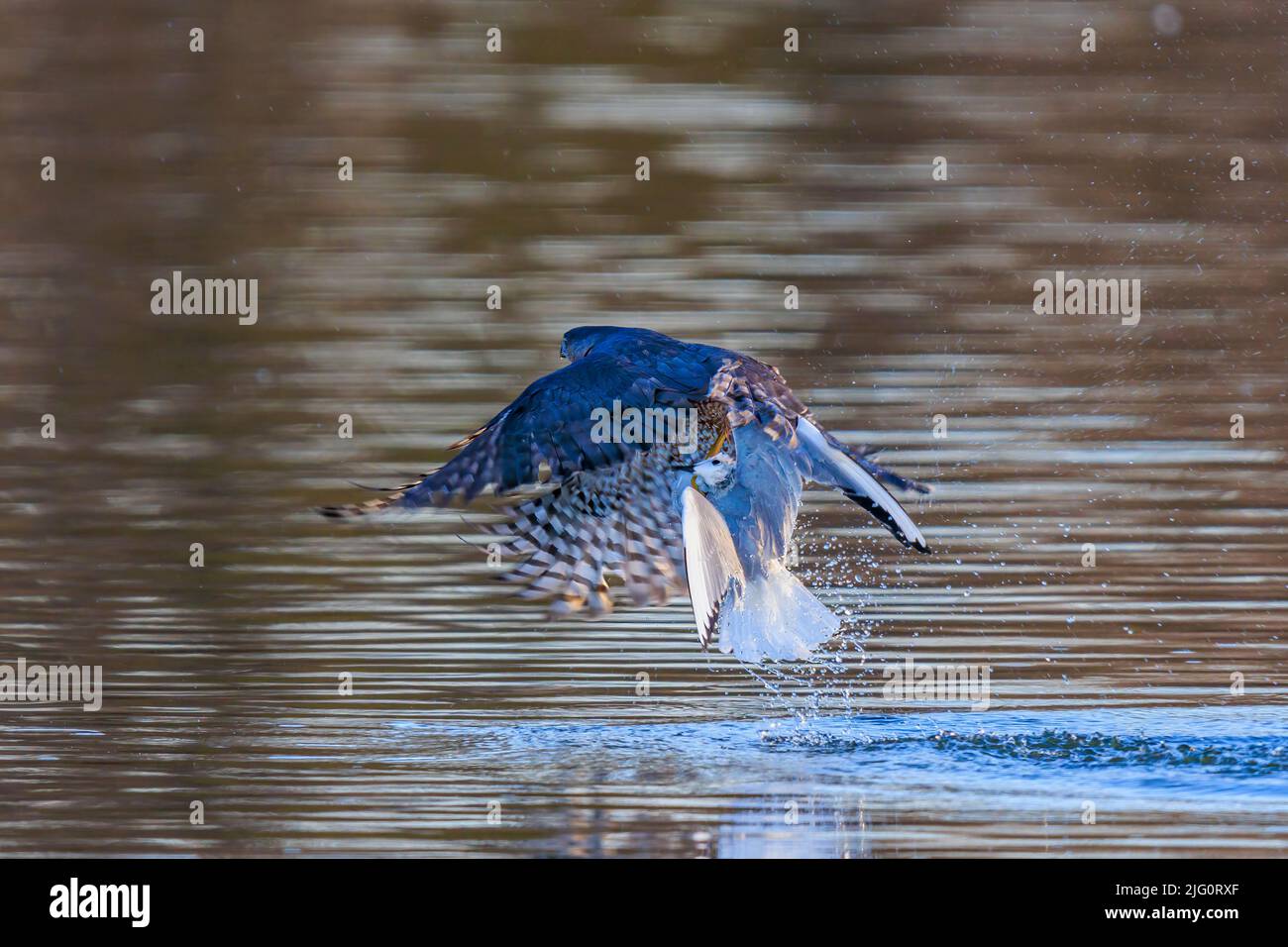 00784-00709 Cooper's Hawk (Accipiter cooperii) lifting off after striking Bonaparte's Gull on the water Clinton Co. IL Stock Photo