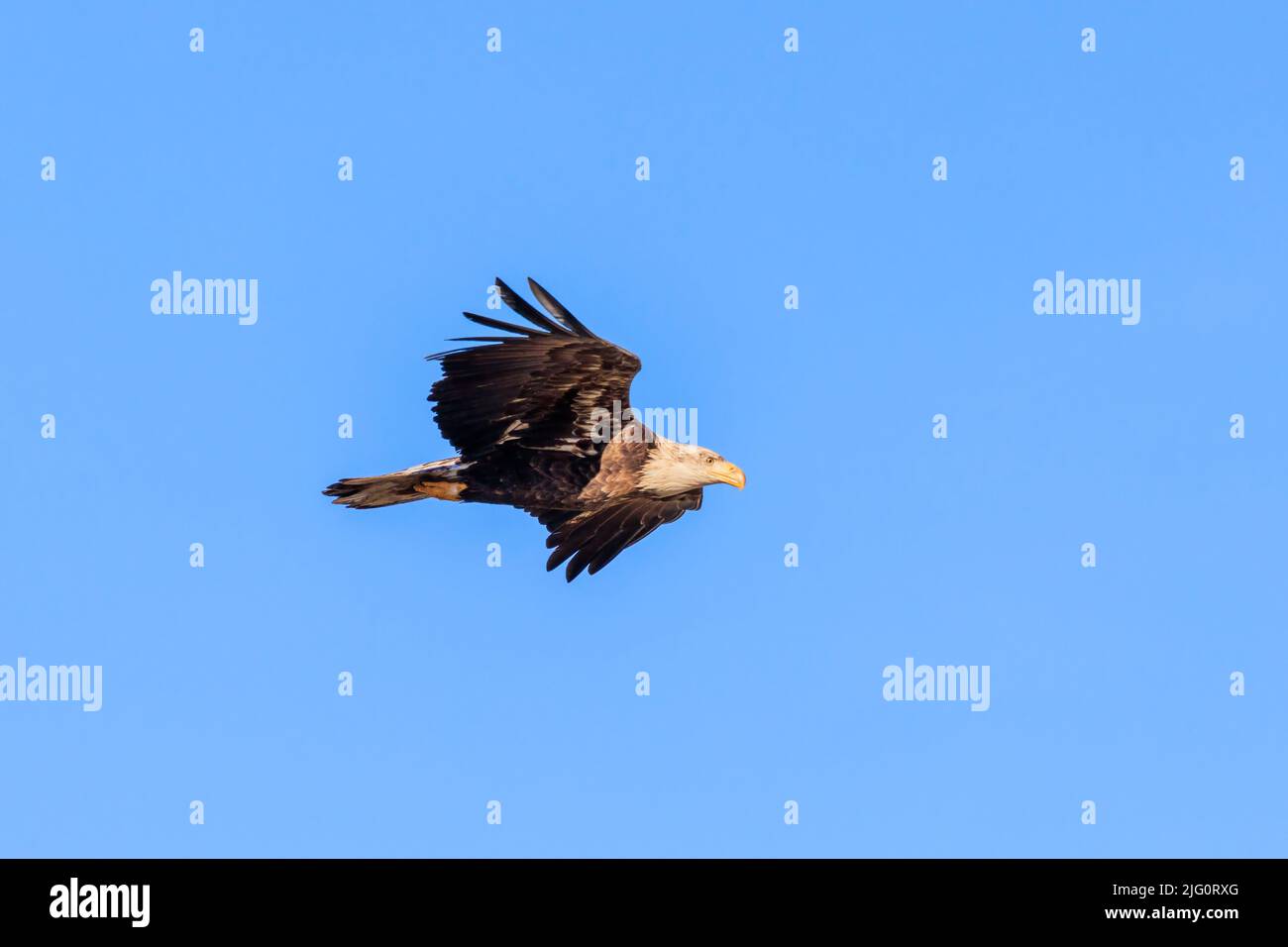 00807-03908 Bald Eagle (Haliaeetus leucocephalus) immature in flight Clinton Co. IL Stock Photo