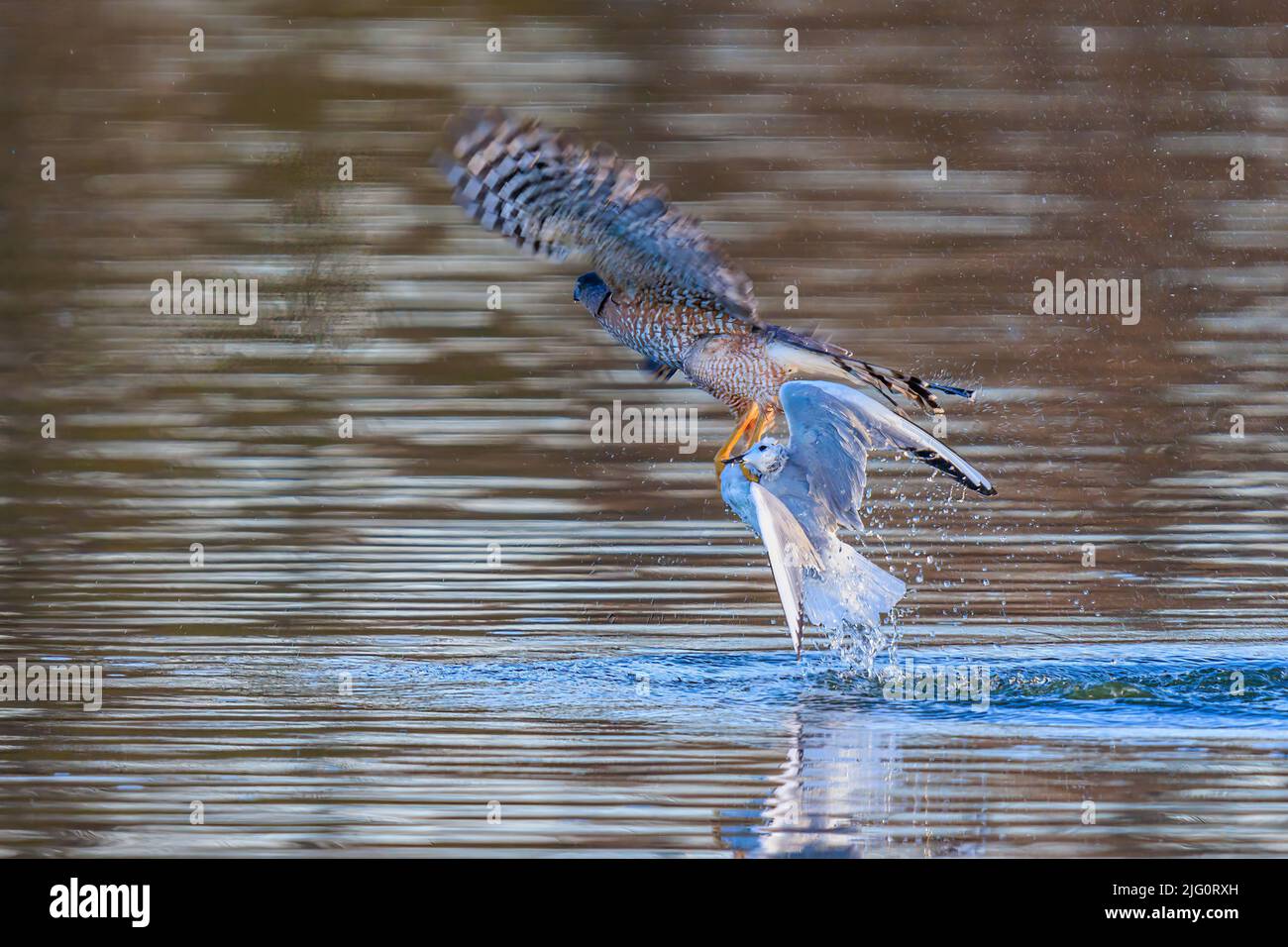 00784-00707 Cooper's Hawk (Accipiter cooperii) lifting off after striking Bonaparte's Gull on the water Clinton Co. IL Stock Photo