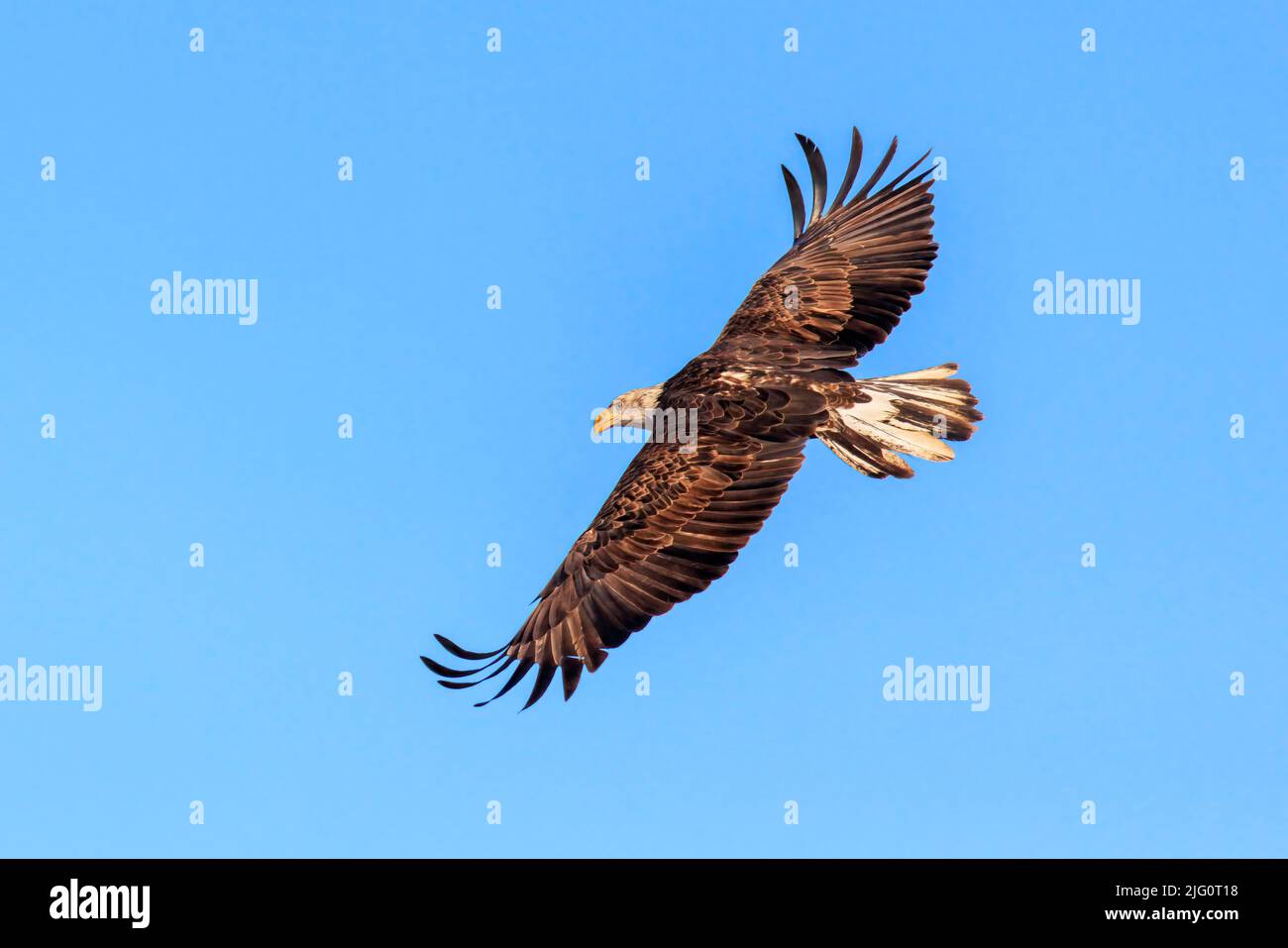 00807-03917 Bald Eagle (Haliaeetus leucocephalus) immature in flight Clinton Co. IL Stock Photo