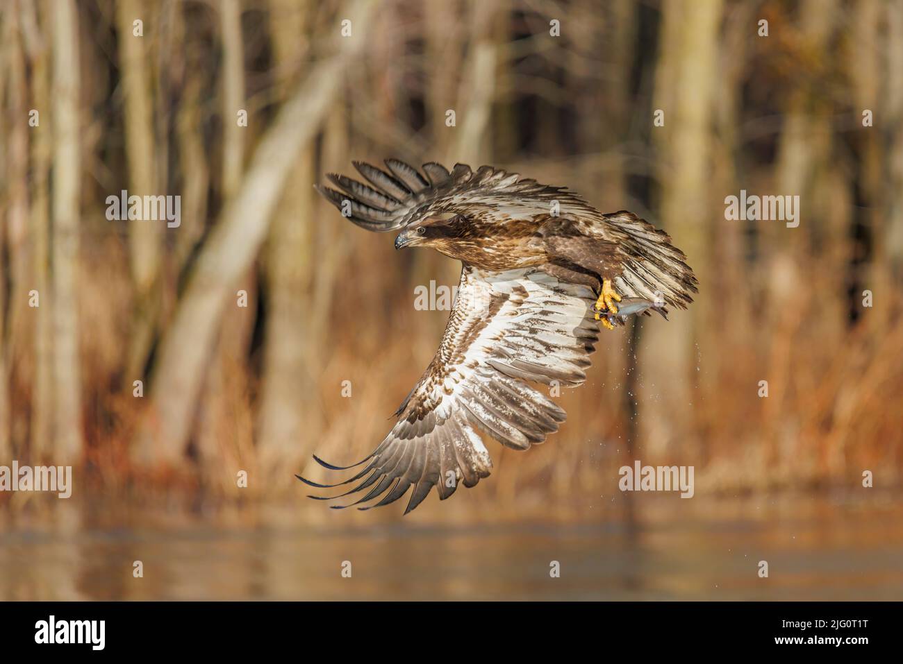 00807-04016 Bald Eagle (Haliaeetus leucocephalus) immature in flight with fish Clinton Co. IL Stock Photo