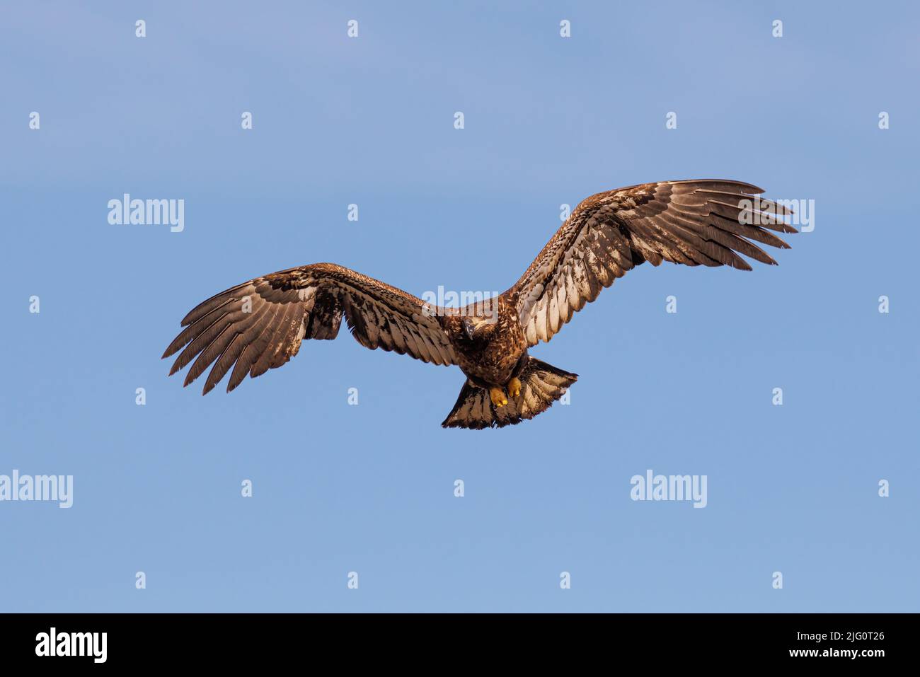 00807-04003 Bald Eagle (Haliaeetus leucocephalus) immature in flight Clinton Co. IL Stock Photo