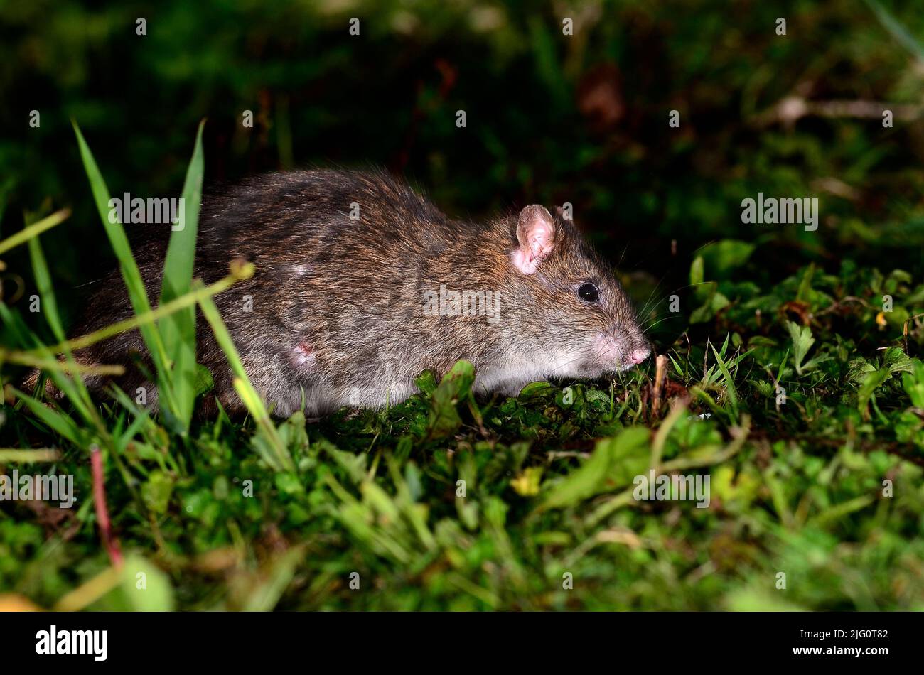Adult brown rat foraging in short turf Stock Photo