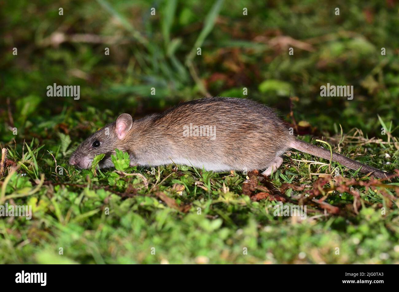 juvenile brown rat foraging in short turf Stock Photo