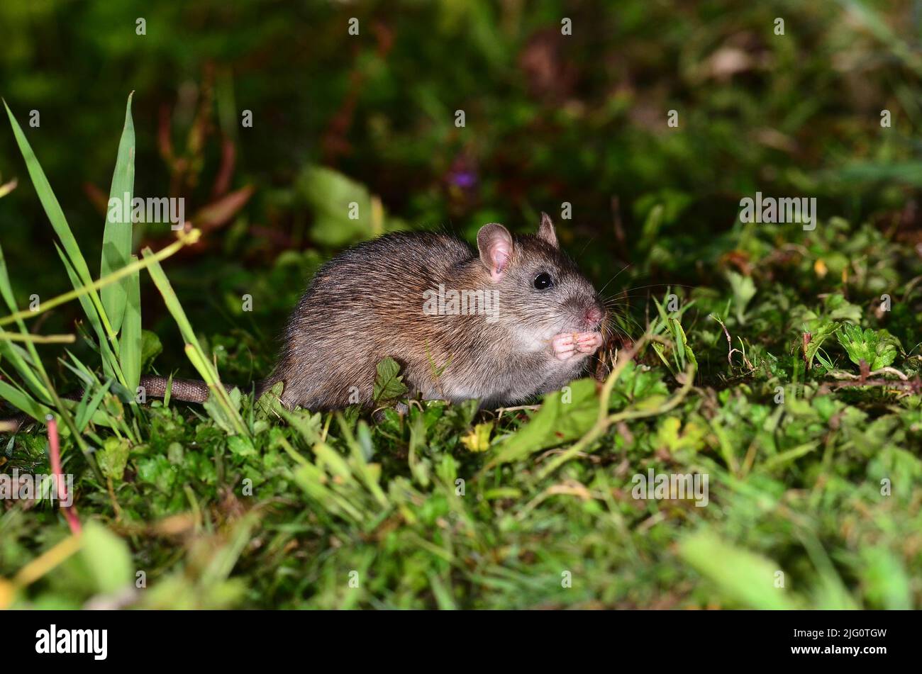 Adult brown rat foraging in short turf Stock Photo