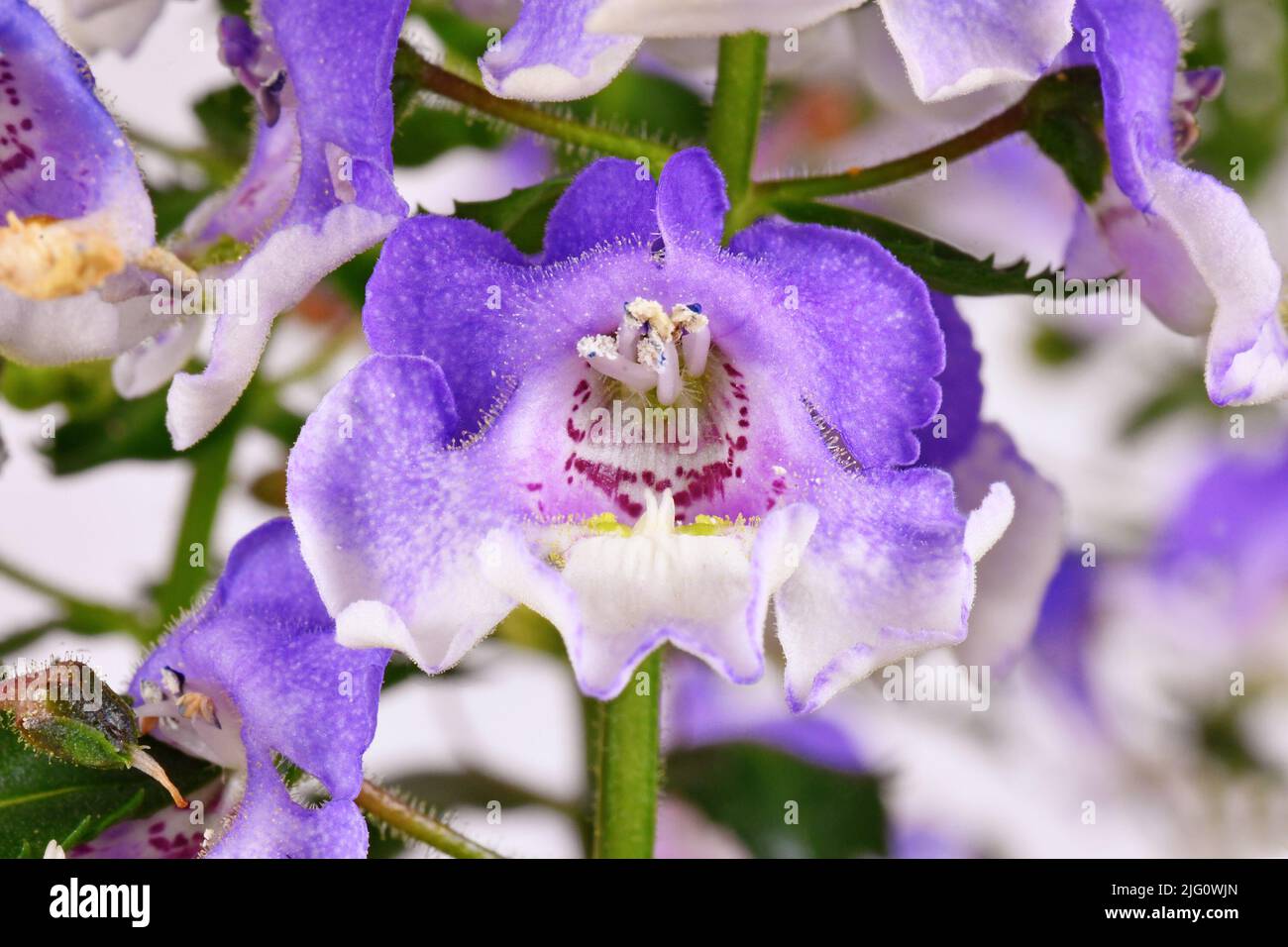 Flower of 'Angelonia Lavender Bicolor' plant with tiny hairs in inner corolla Stock Photo