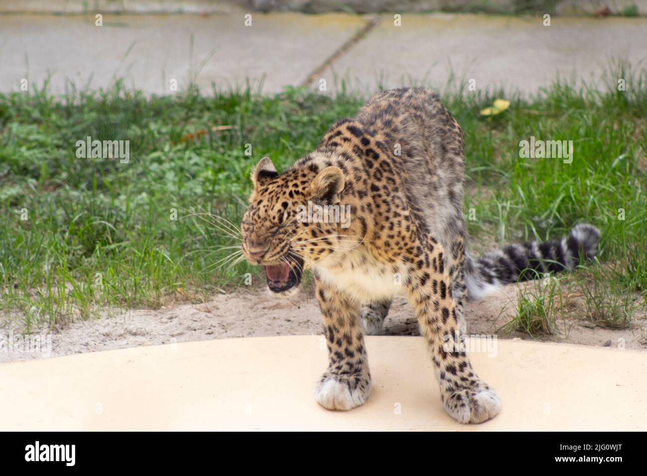 A cheetah at the cape May New in New Jersey, yawns or growls with his mouth open on a hot summer day Stock Photo