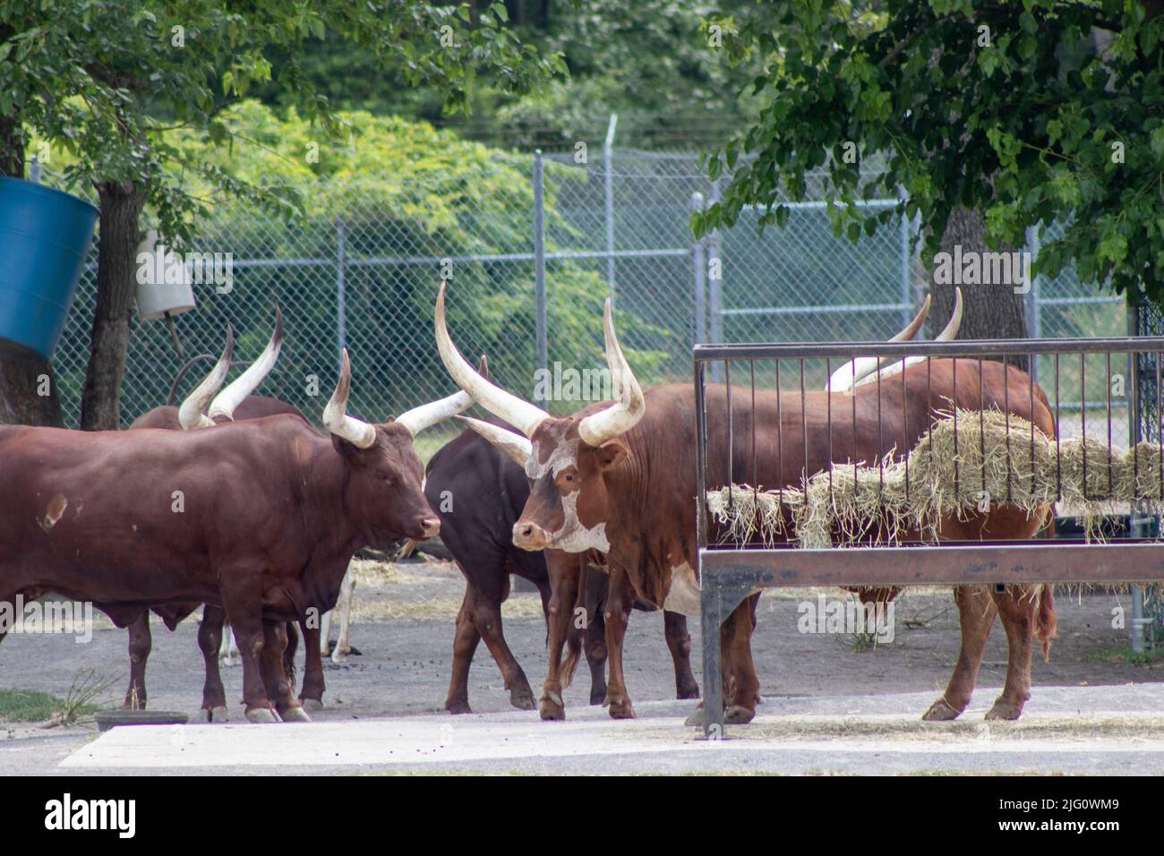Longhorn beef cattle hi-res stock photography and images - Alamy