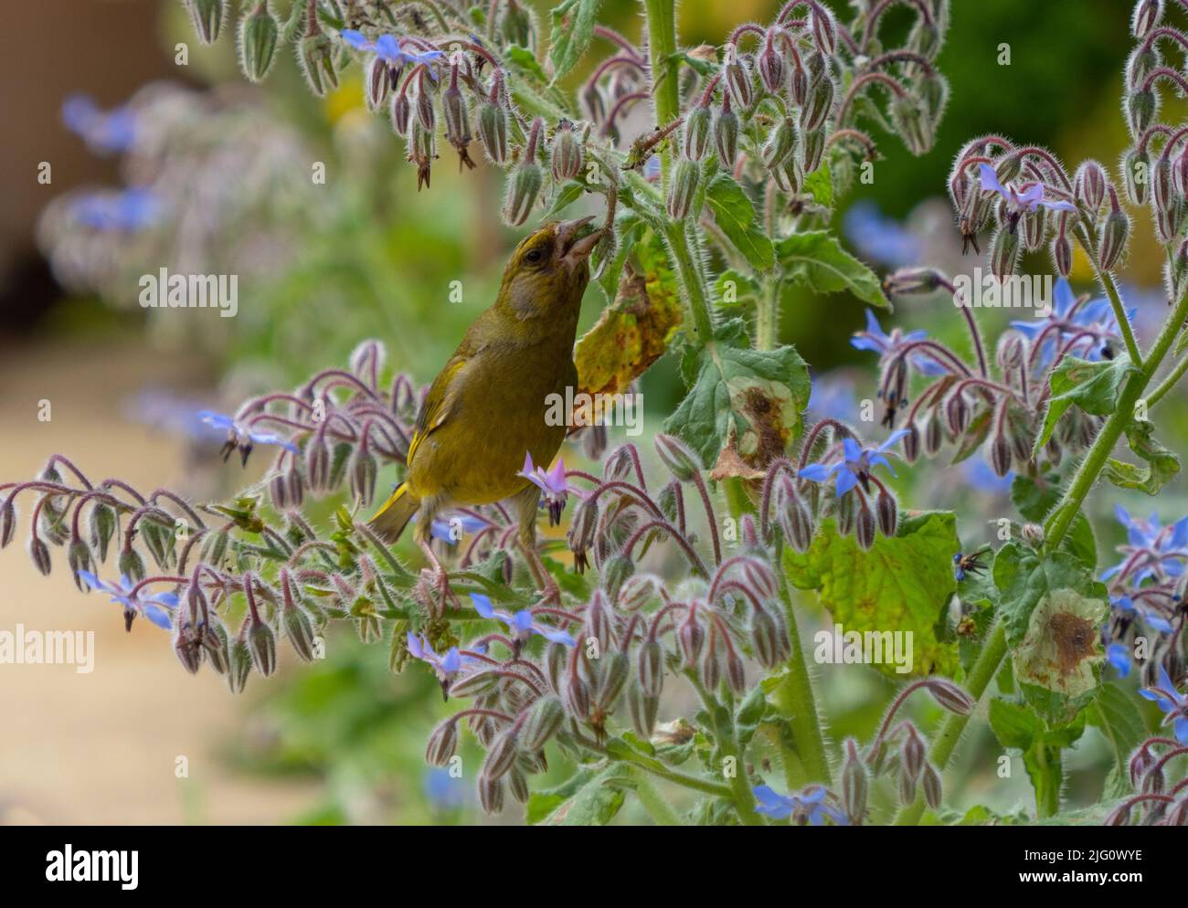 Greenfinch eating on a borage plant eating the seeds. Stock Photo